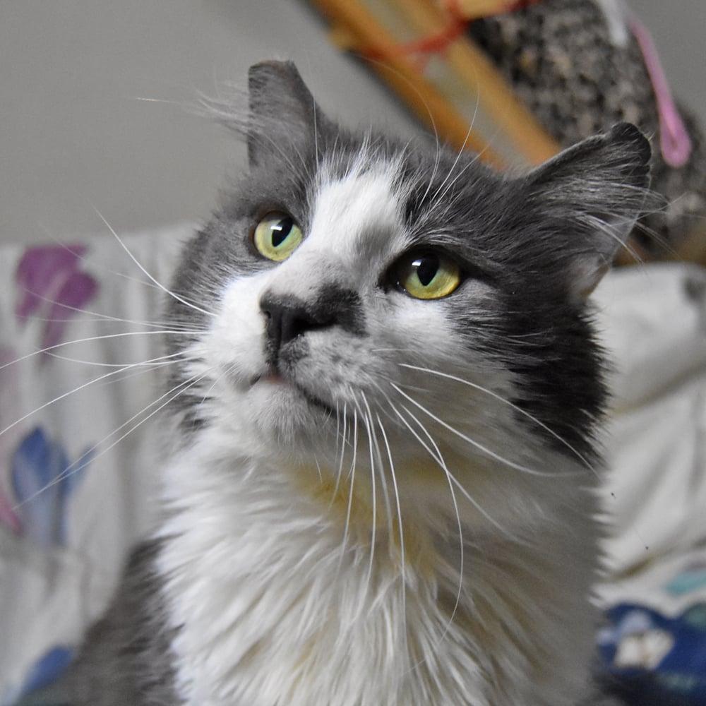 Enlarge Big Boy, a ADOPTABLE mixed breed in Springfield, MA image 3/6