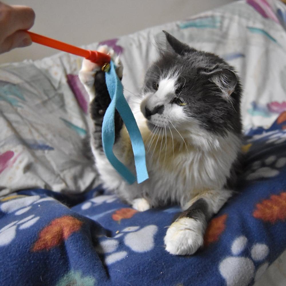 Enlarge Big Boy, a ADOPTABLE mixed breed in Springfield, MA image 6/6