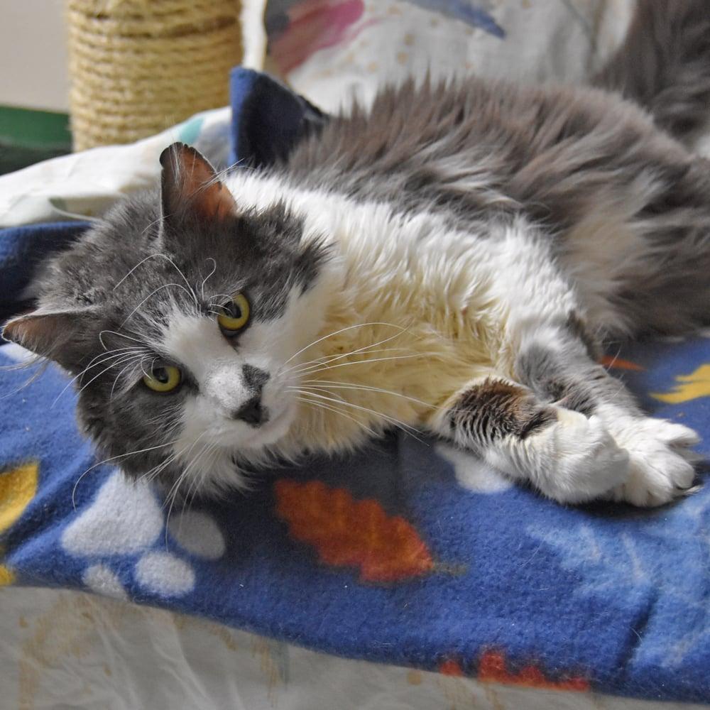 Enlarge Big Boy, a ADOPTABLE mixed breed in Springfield, MA image 5/6