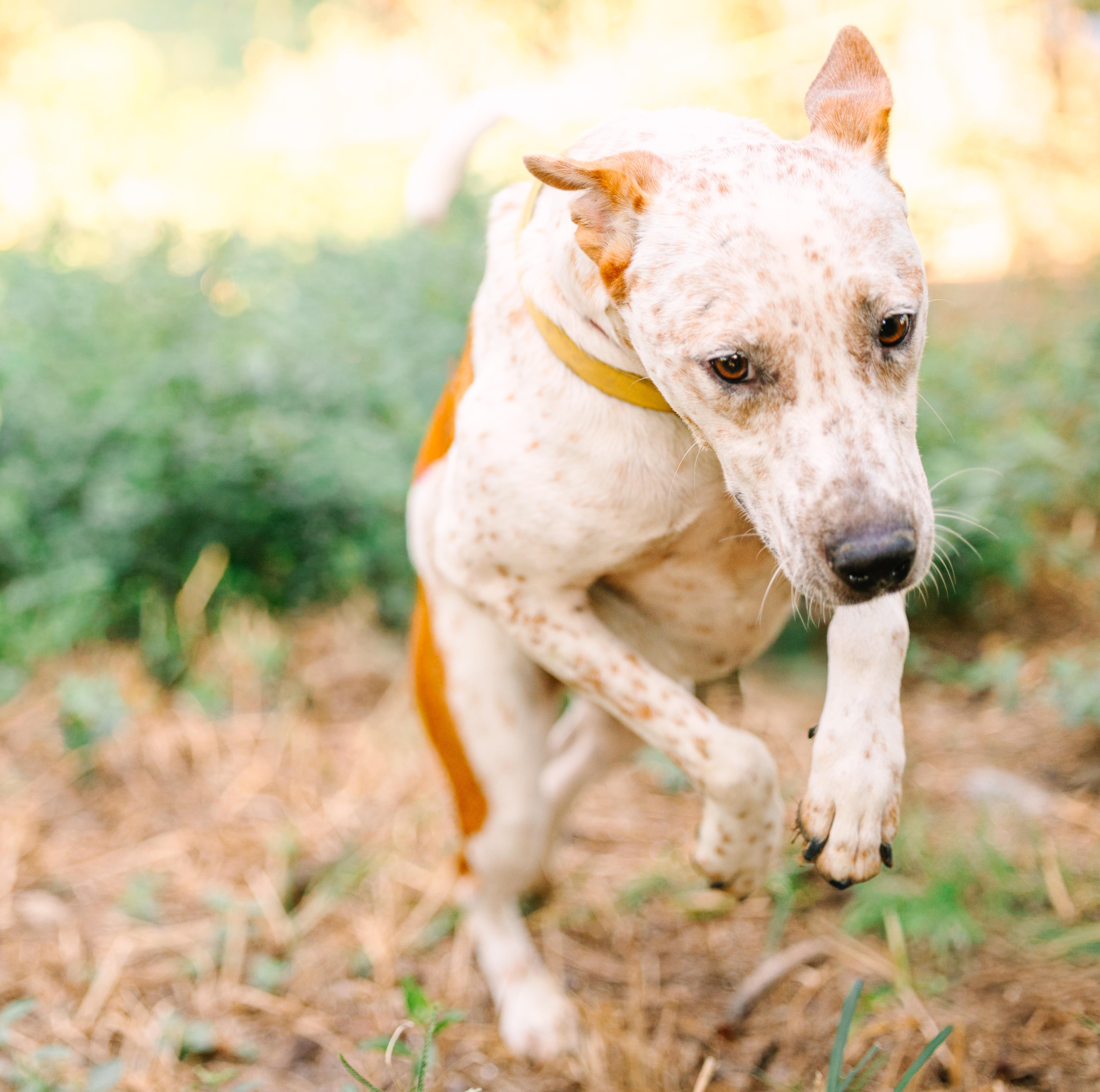 Enlarge Donald, a Adoptable mixed breed in Ville platte, LA image 2/6