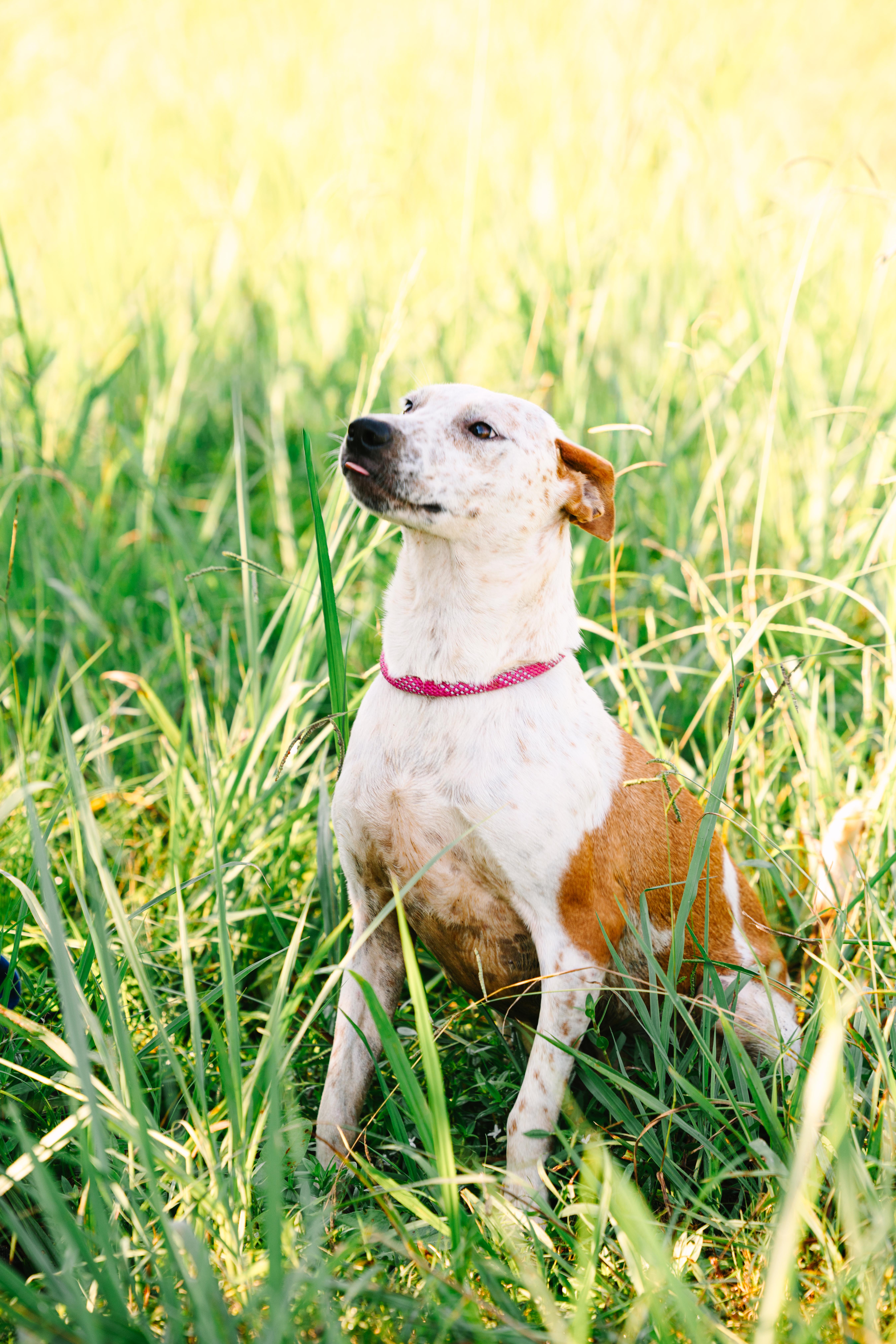 Enlarge Donald, a Adoptable mixed breed in Ville platte, LA image 4/6
