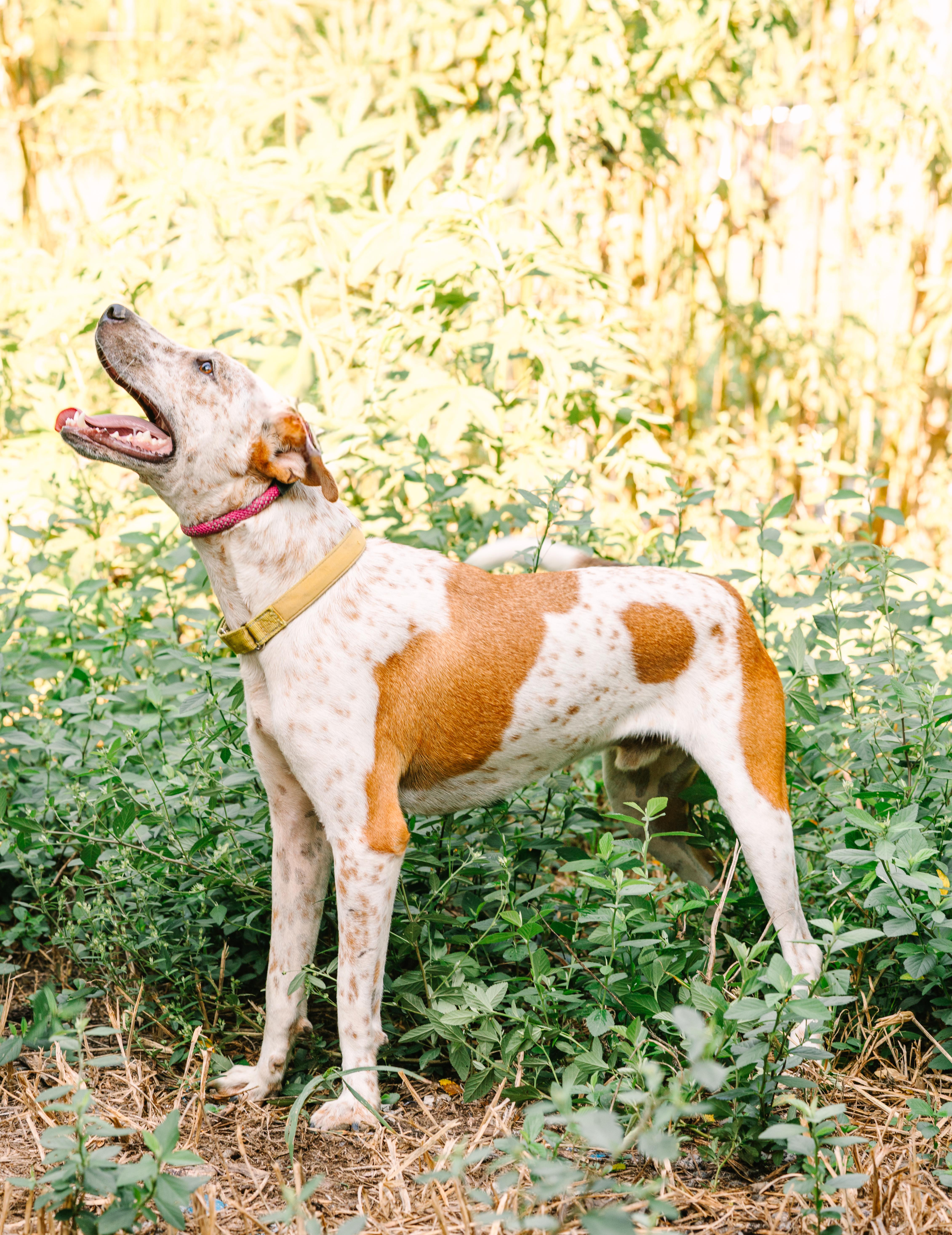 Enlarge Donald, a Adoptable mixed breed in Ville platte, LA image 6/6