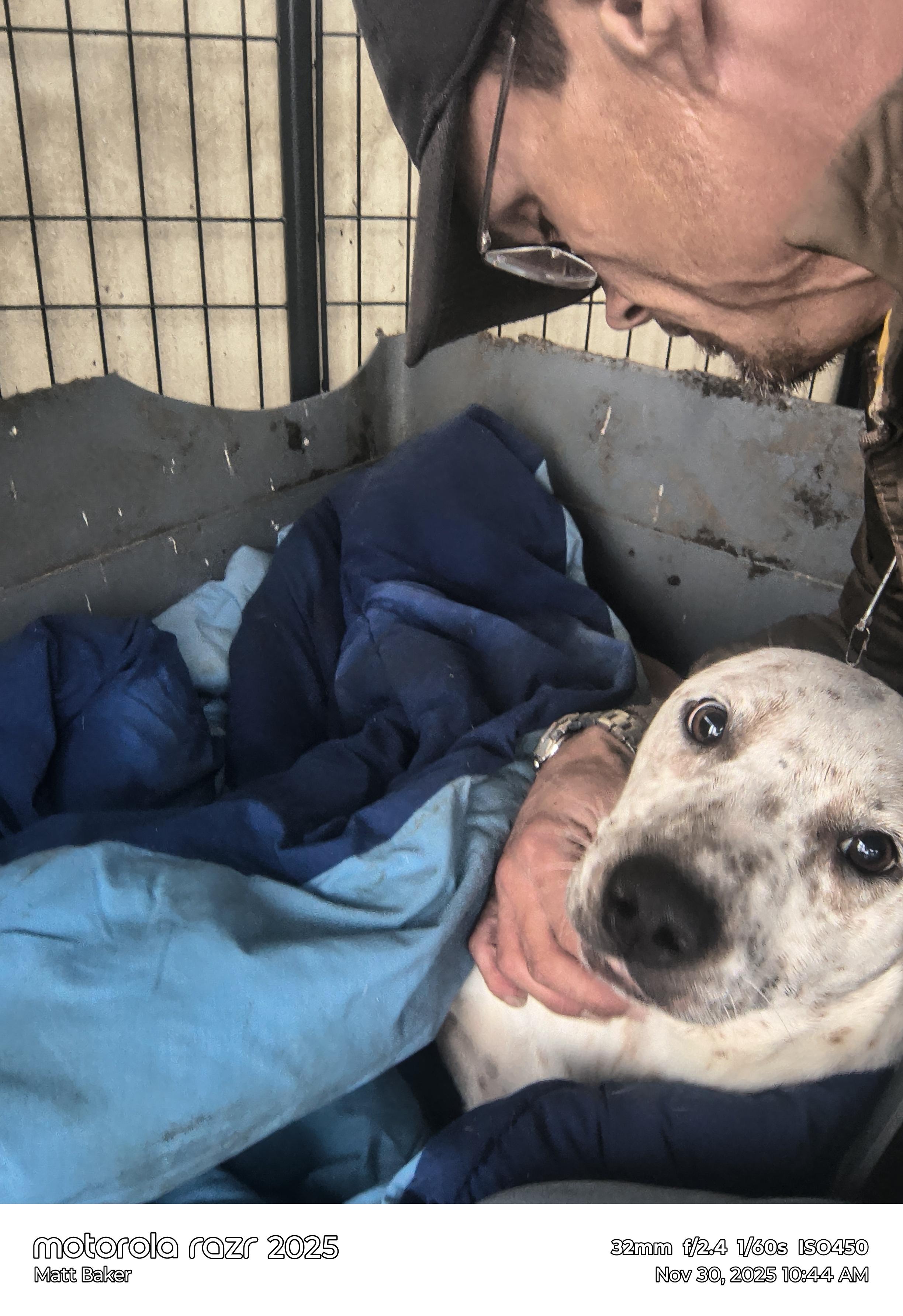 Enlarge Donald, a Adoptable mixed breed in Ville platte, LA image 5/6