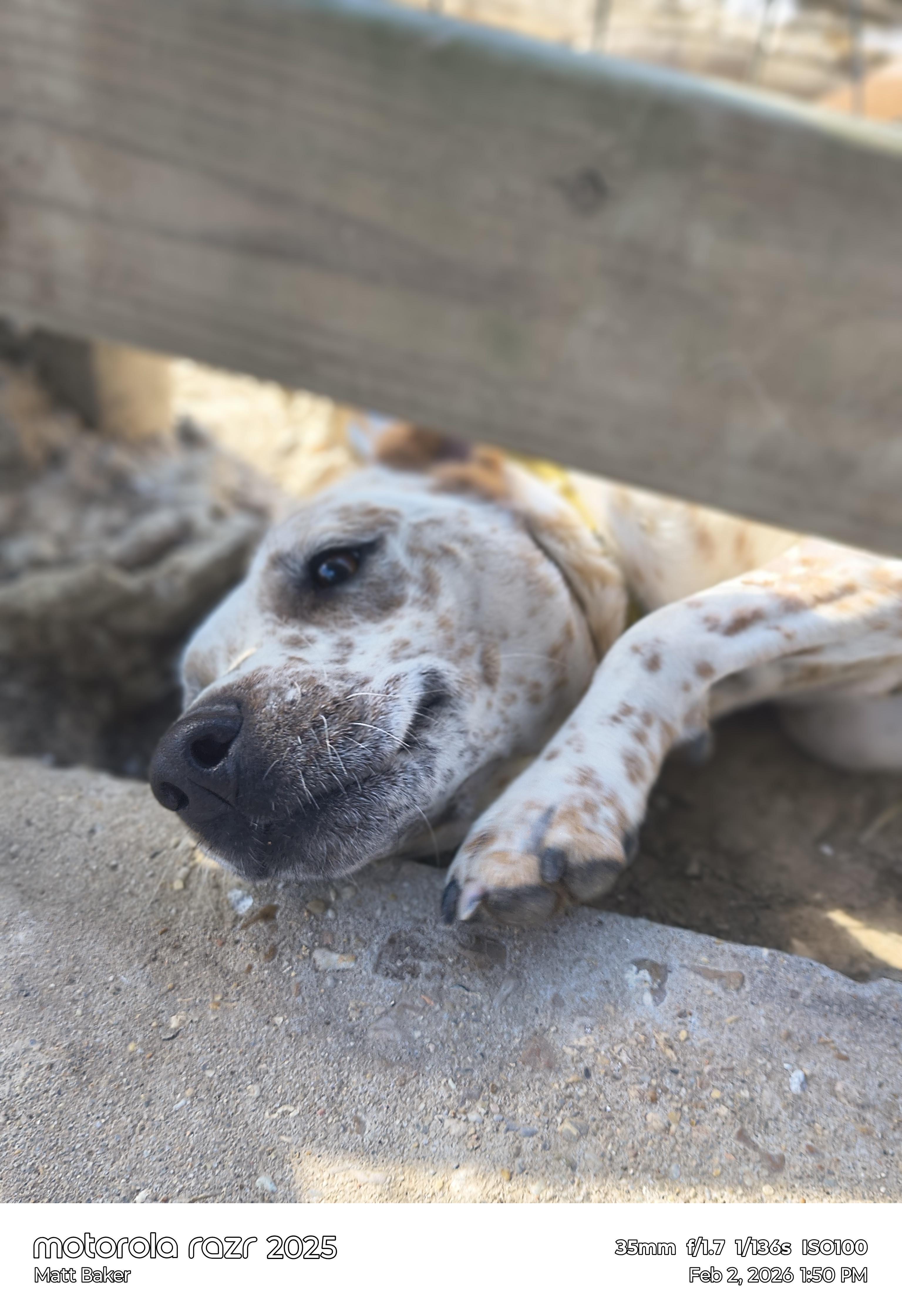 Donald, ADOPTABLE, Young • Male, Lancashire Heeler.