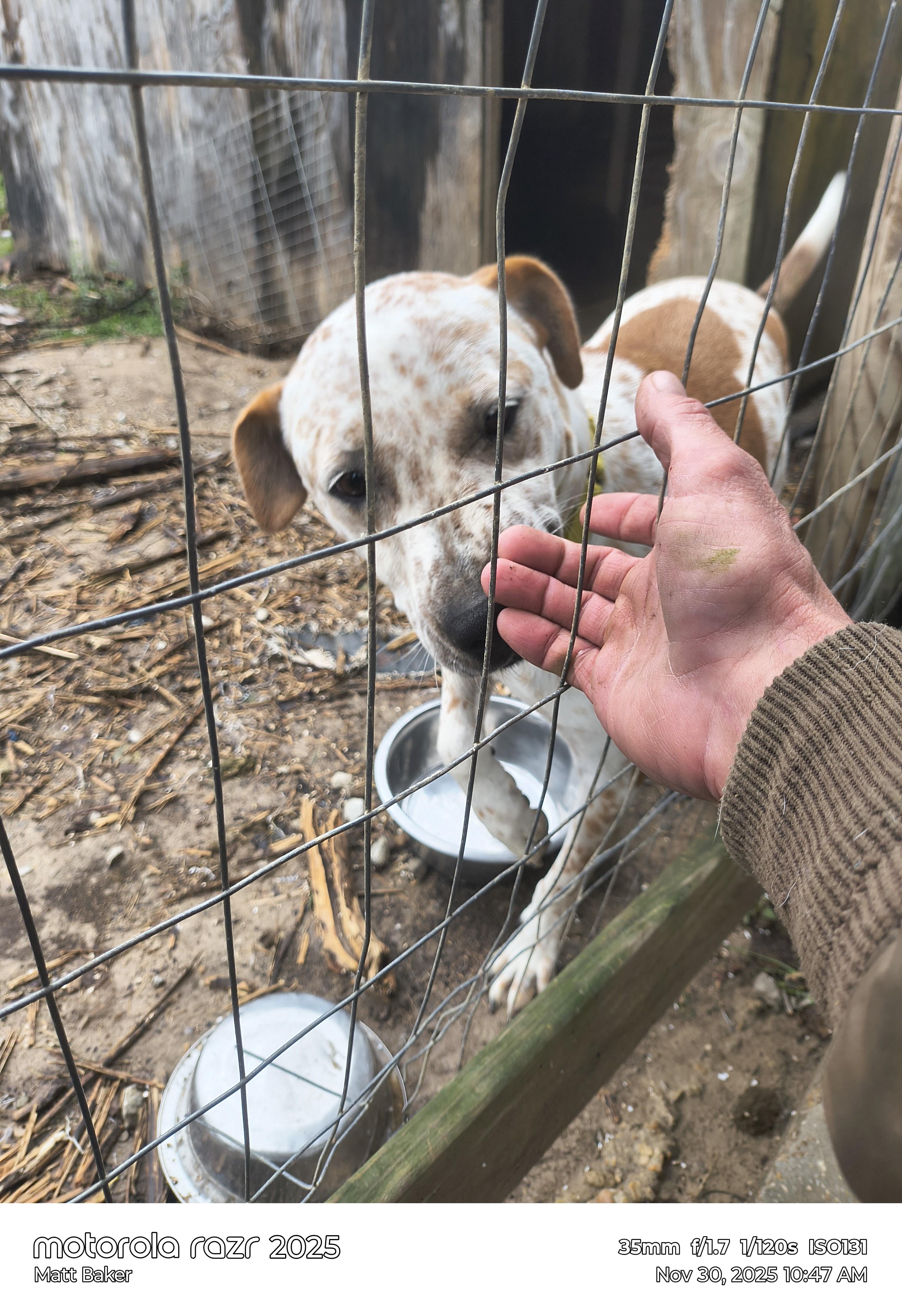 Enlarge Donald, a Adoptable mixed breed in Ville platte, LA image 3/6