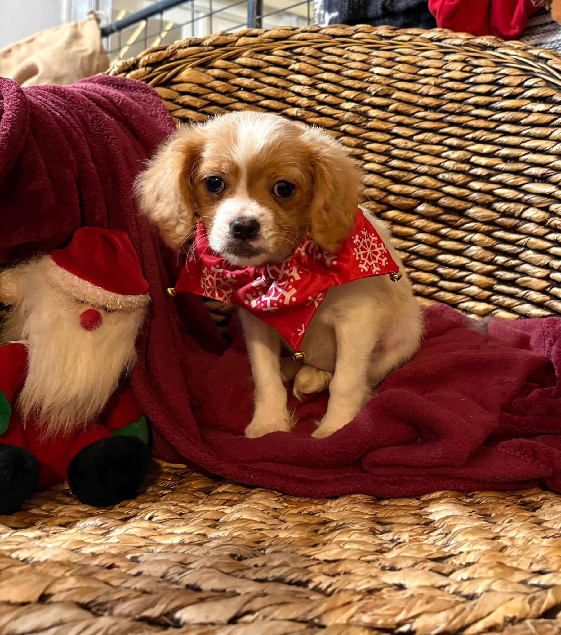 Pebbles, an adopted mixed breed in Oakland, CA image 3/3