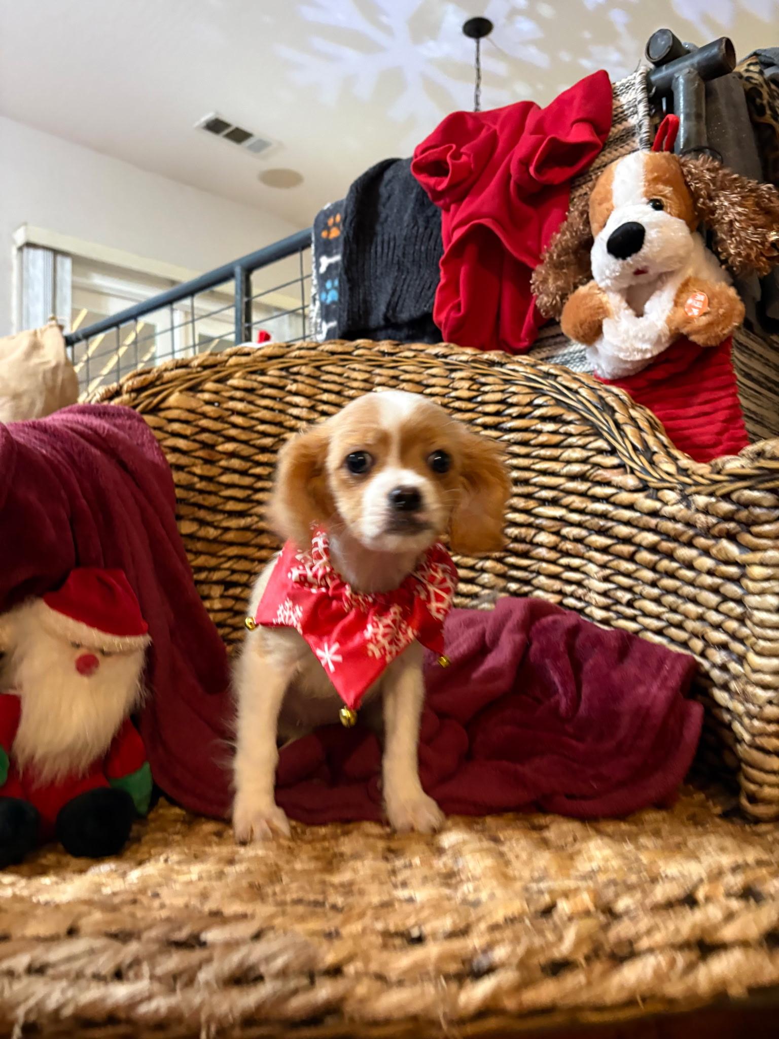 Pebbles, an adopted mixed breed in Oakland, CA image 2/3