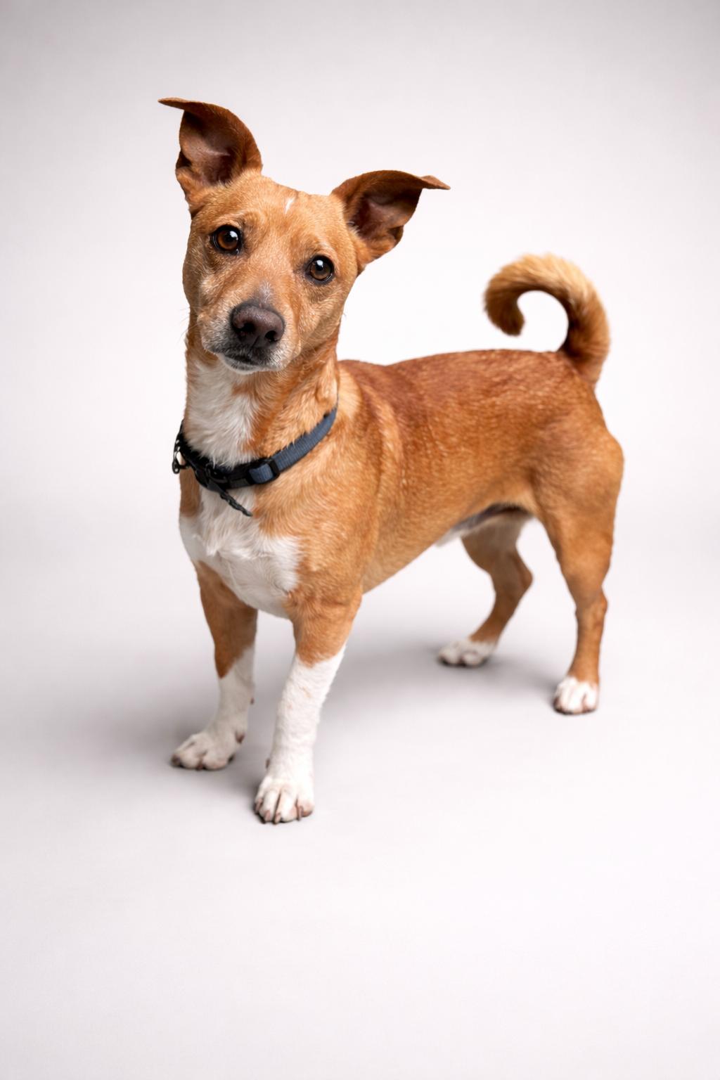 Enlarge Elmo , a ADOPTABLE mixed breed in Navarre, FL image 1/1