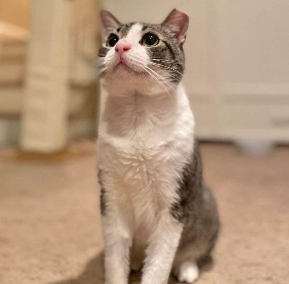 Enlarge Baldur, a Adoptable Domestic Short Hair in Raleigh, NC image 4/4