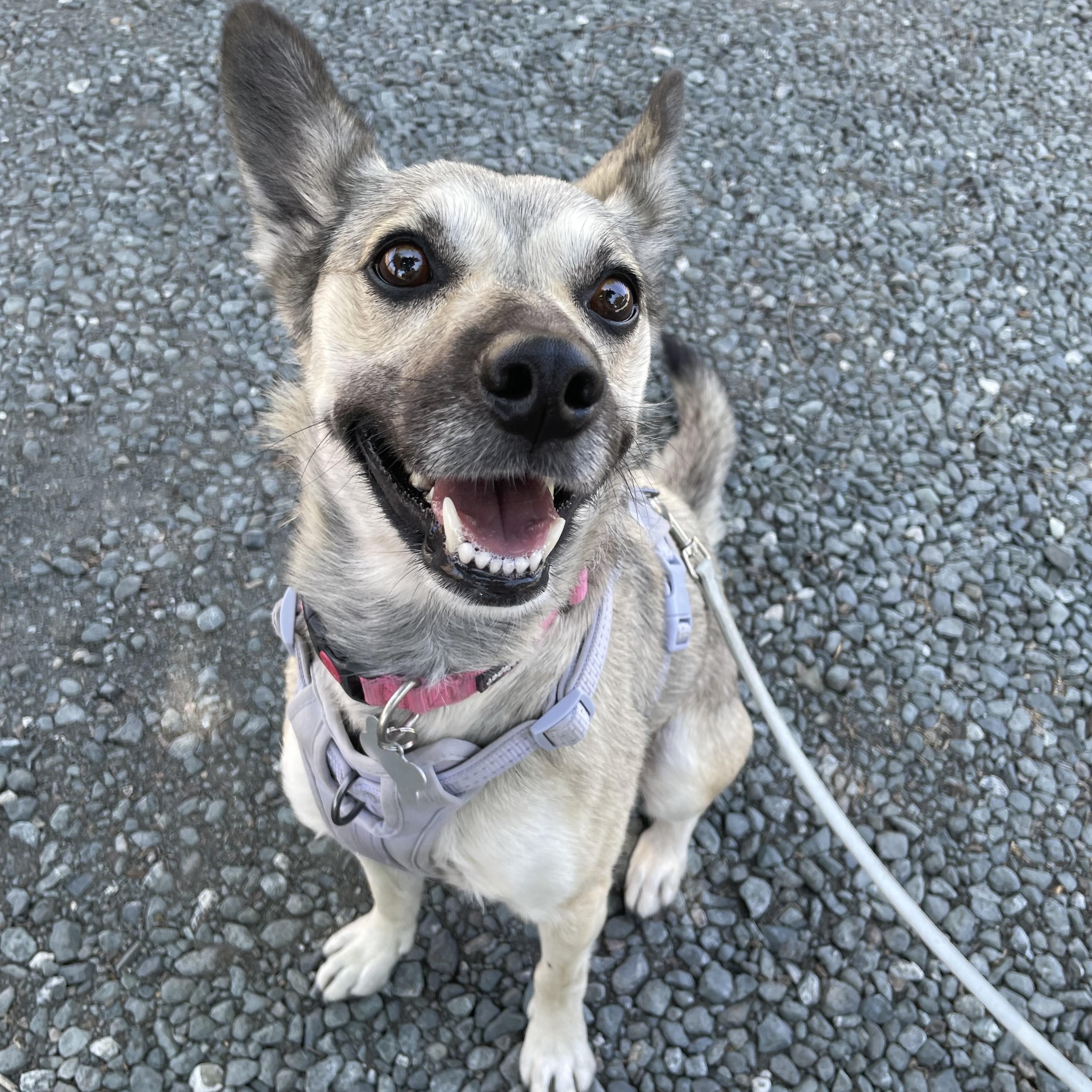 Enlarge Yotie, a Adoptable mixed breed in Hollister, CA image 2/6