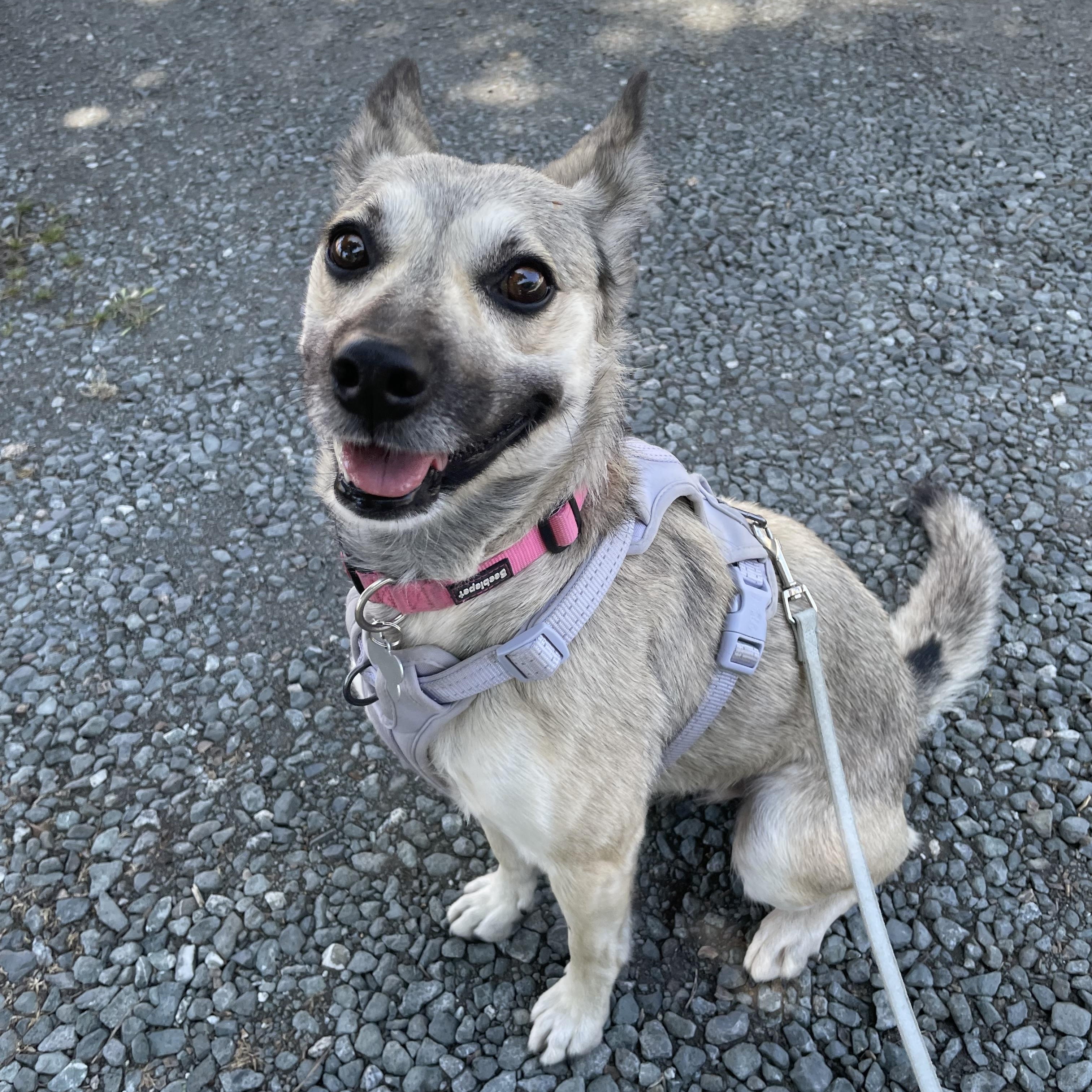 Enlarge Yotie, a Adoptable mixed breed in Hollister, CA image 4/6