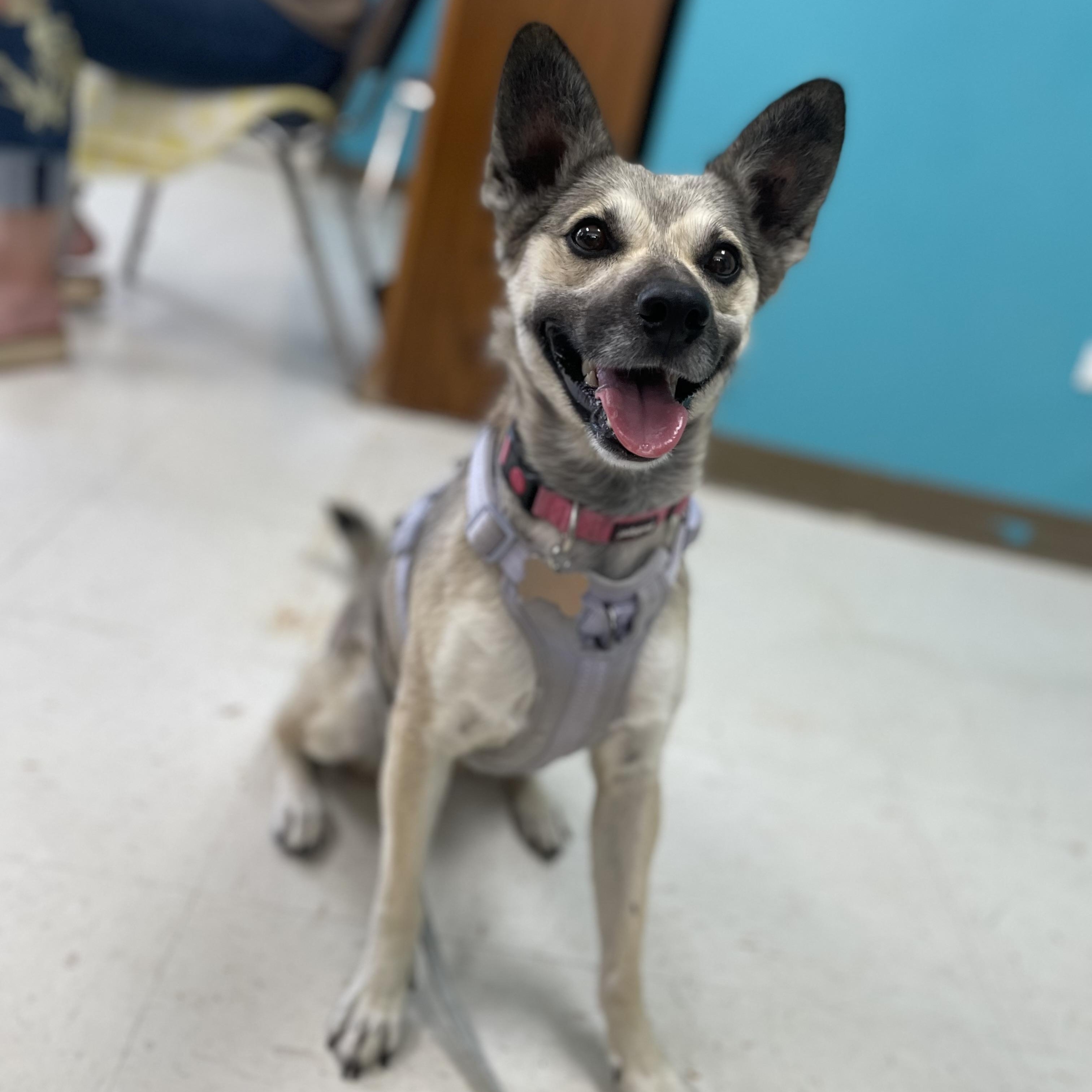 Enlarge Yotie, a Adoptable mixed breed in Hollister, CA image 6/6