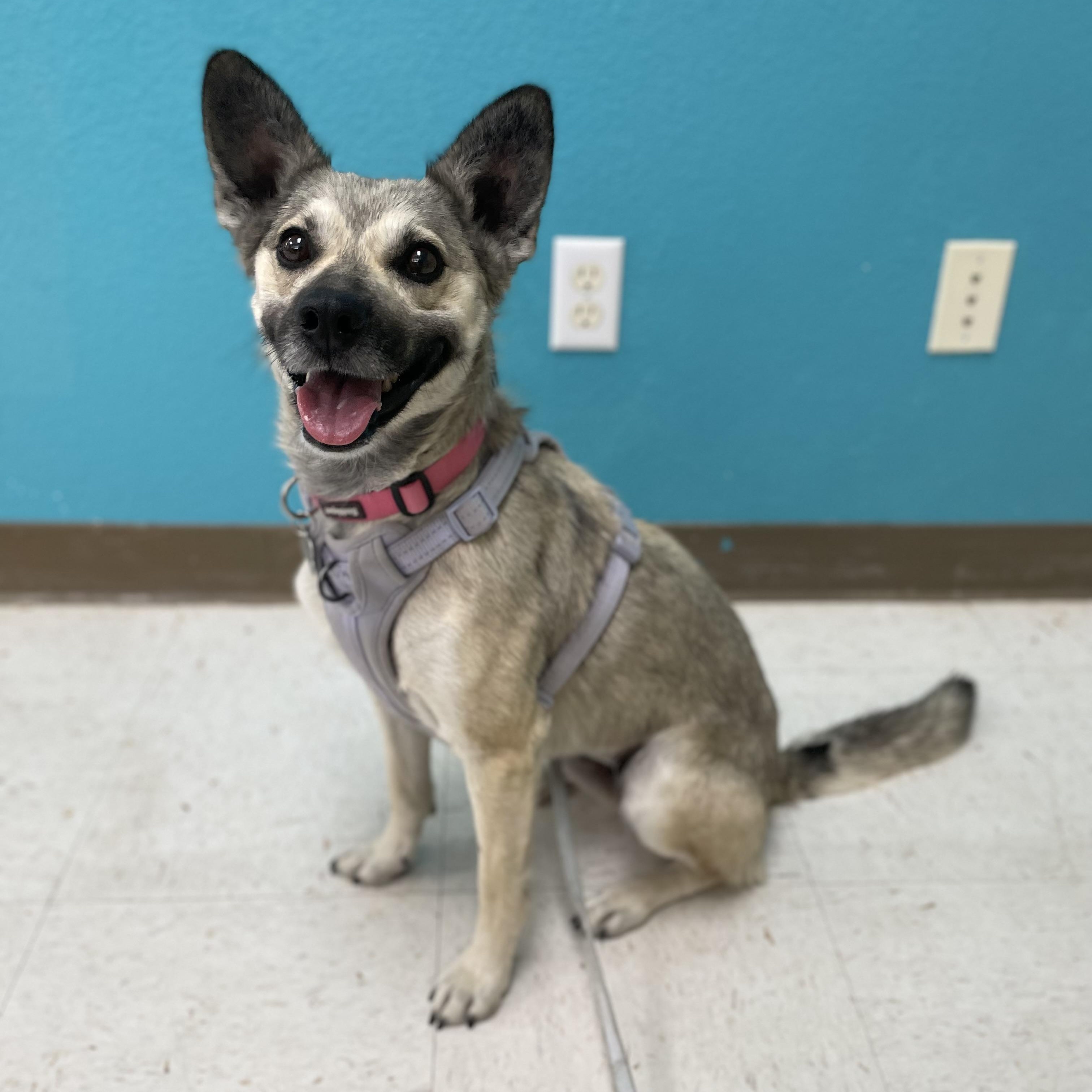 Enlarge Yotie, a Adoptable mixed breed in Hollister, CA image 3/6