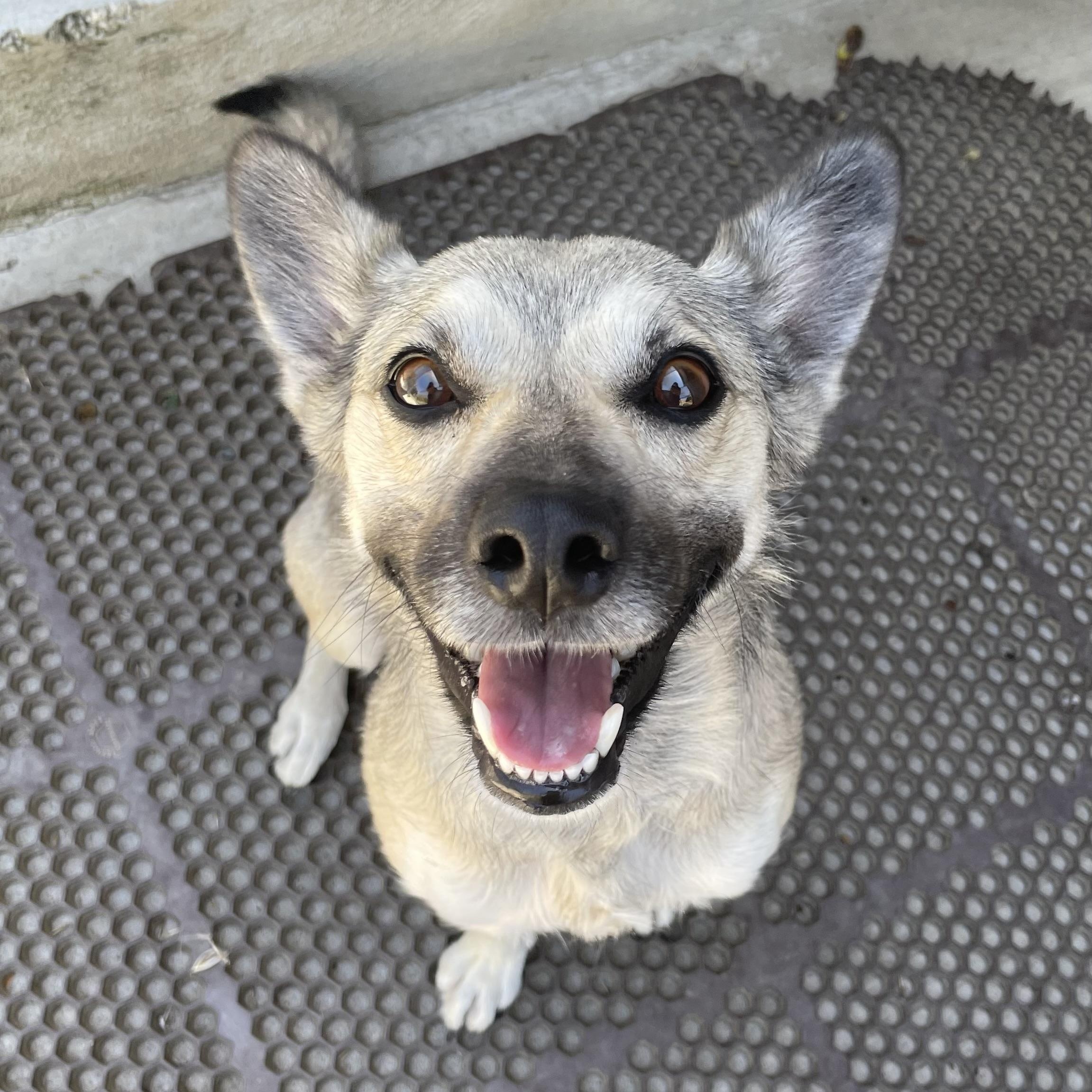 Enlarge Yotie, a Adoptable mixed breed in Hollister, CA image 5/6