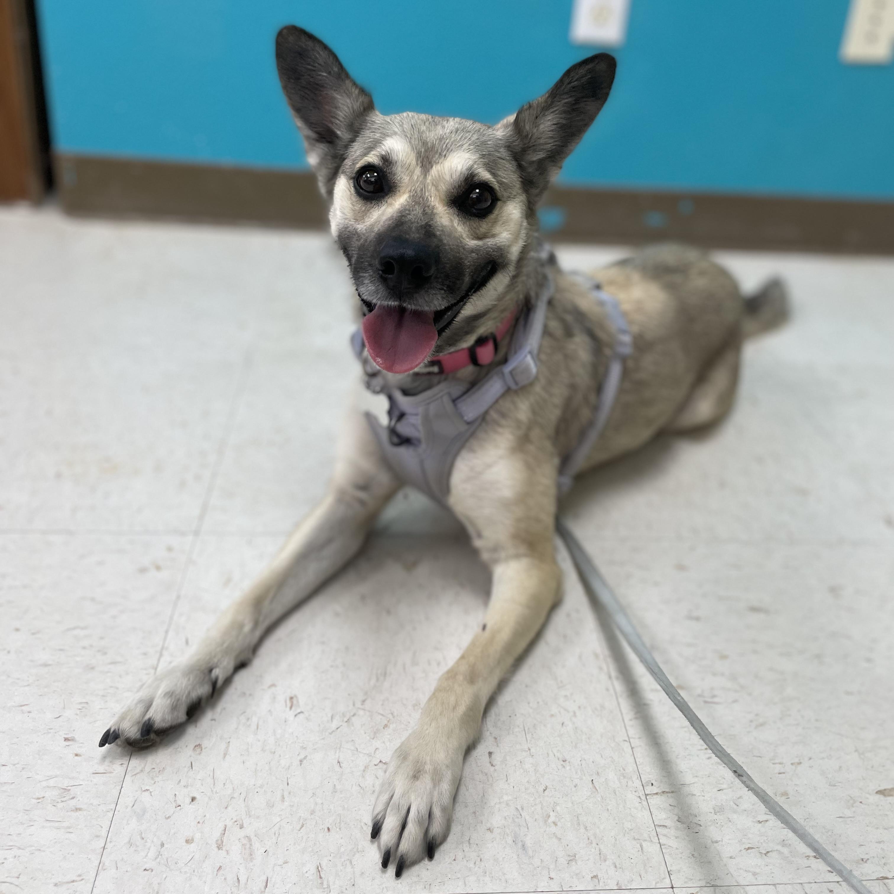 Yotie, Adoptable, Young Female German Shepherd Dog & Husky.
