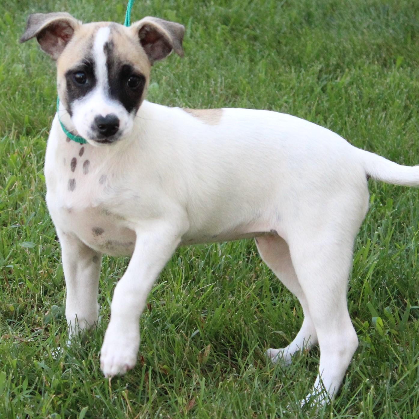Enlarge Tatum, a Adopted Jack Russell Terrier in Eaton, OH image 3/4