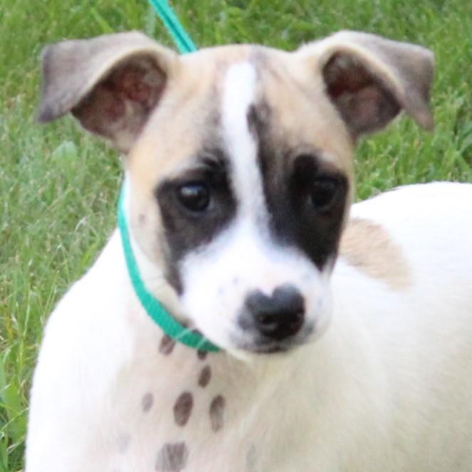 Tatum, Adopted, Puppy Female Jack Russell Terrier.