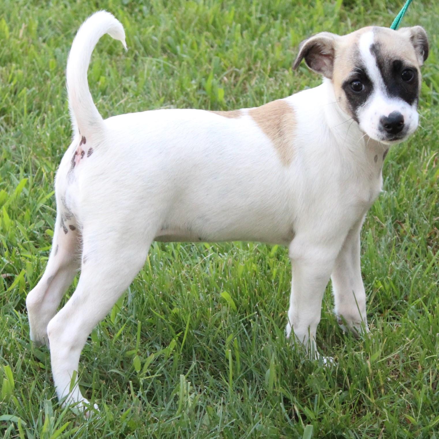 Enlarge Tatum, a Adopted Jack Russell Terrier in Eaton, OH image 2/4