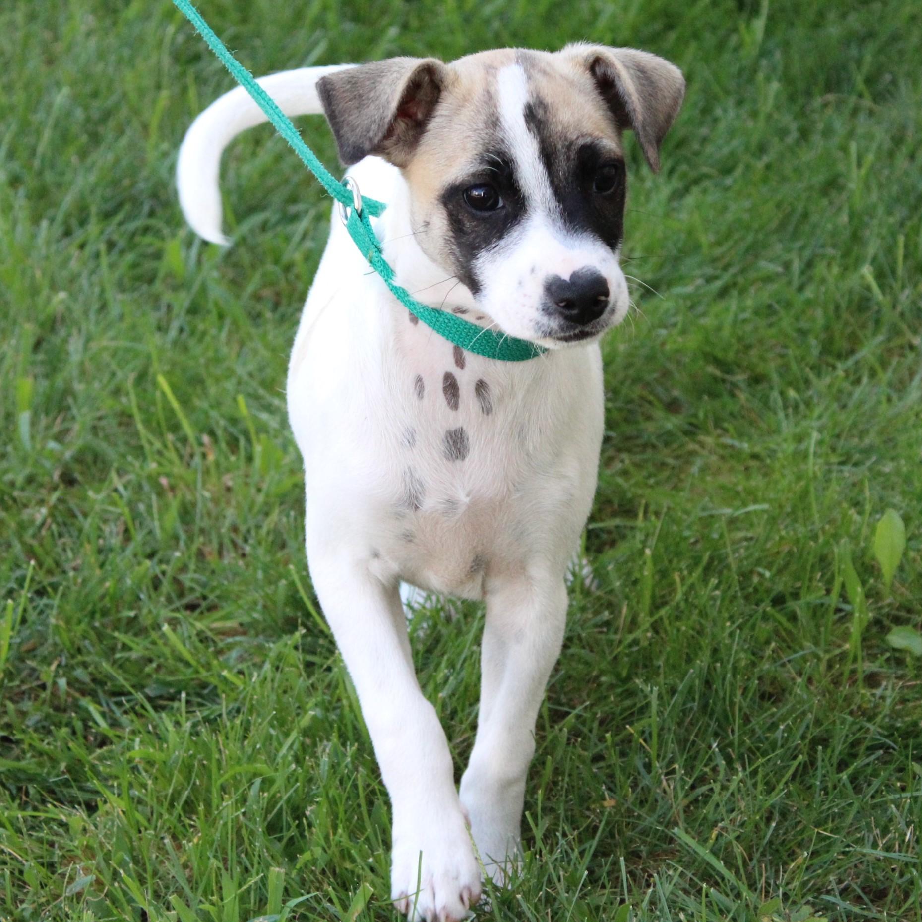 Enlarge Tatum, a Adopted Jack Russell Terrier in Eaton, OH image 4/4