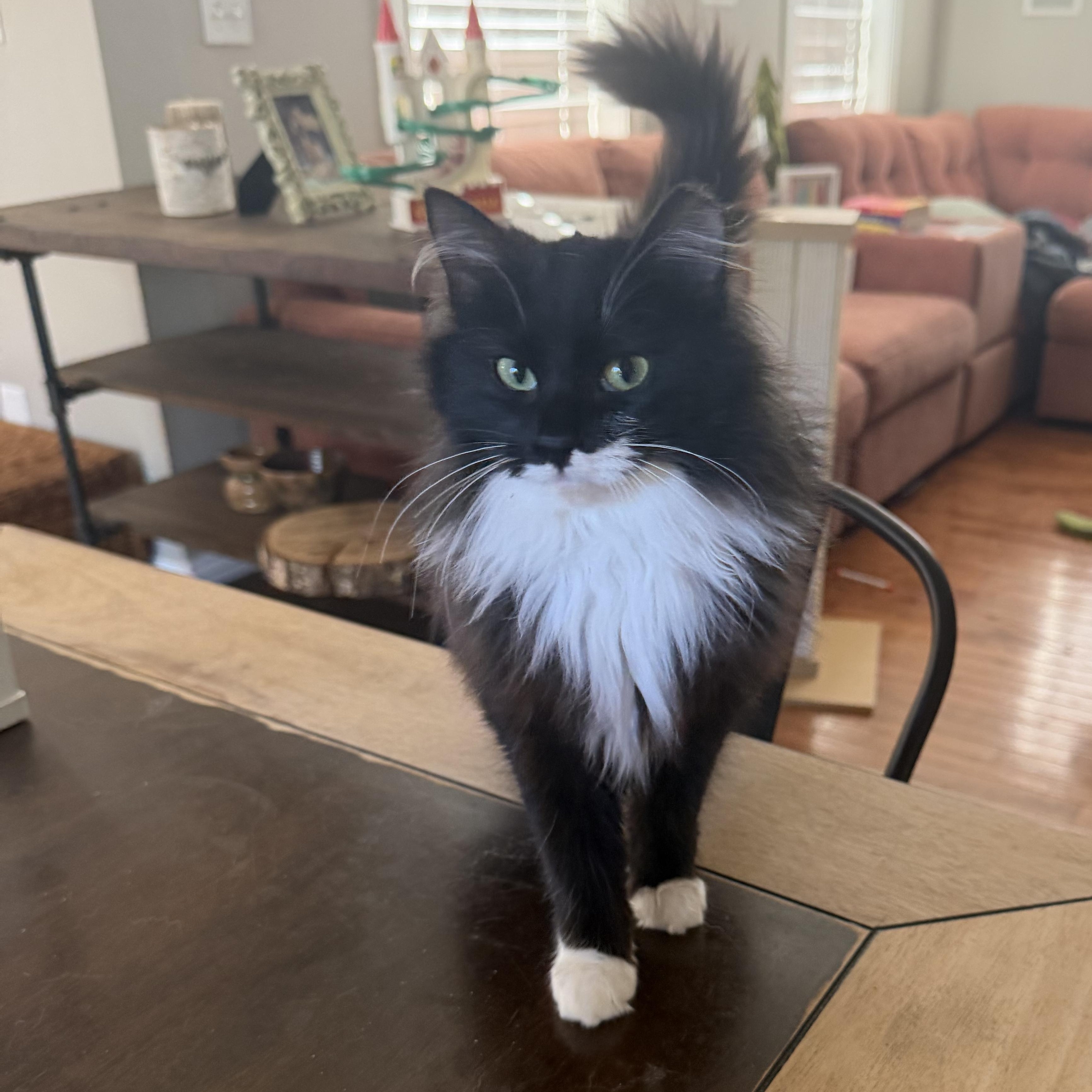 Enlarge Sassy, a Adoptable Domestic Long Hair in Bethel, CT image 2/4