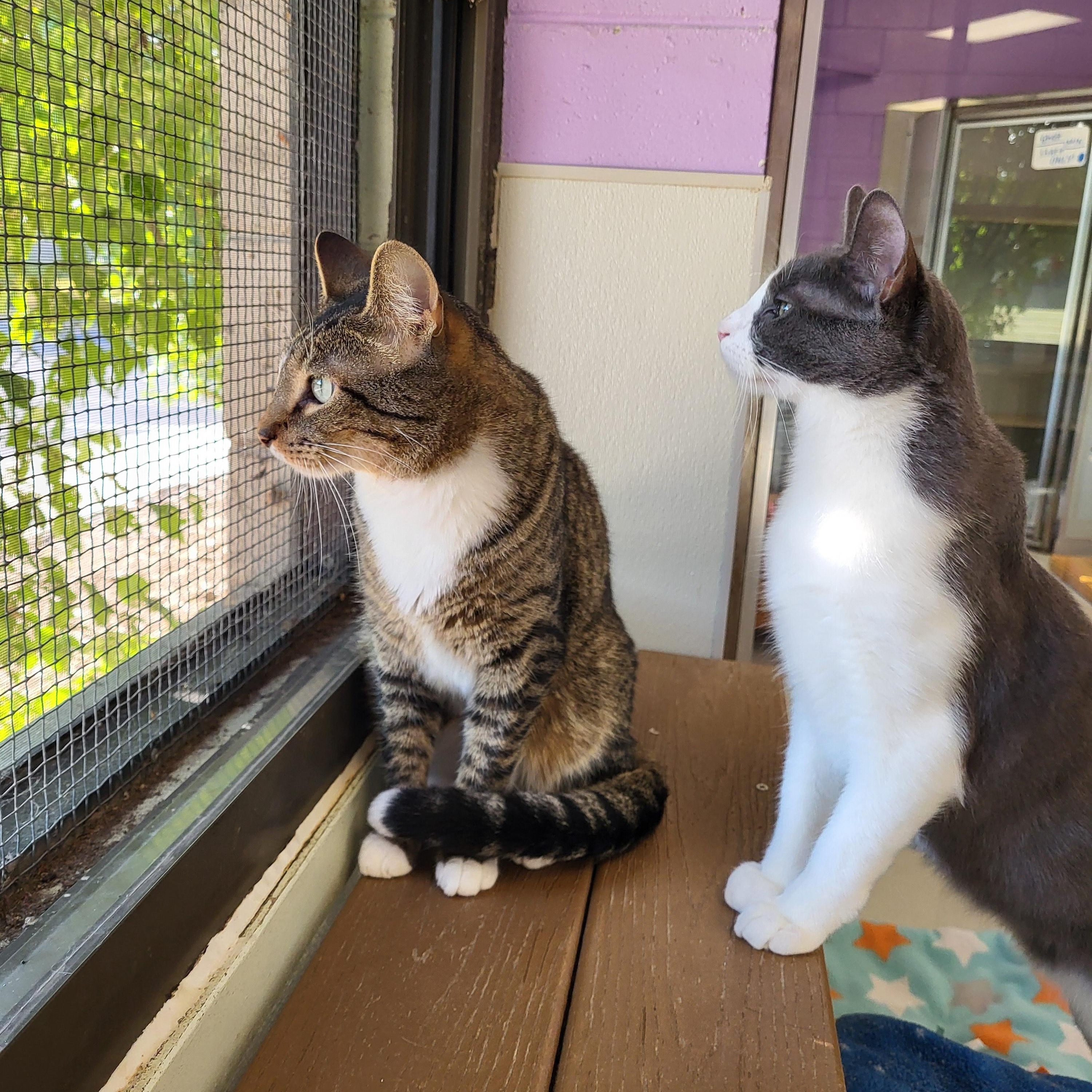 Arthur, a Adoptable Domestic Short Hair in Grayslake, IL image 1/3