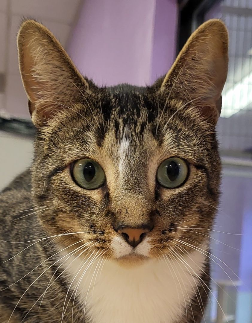 Arthur, a Adoptable Domestic Short Hair in Grayslake, IL image 2/3