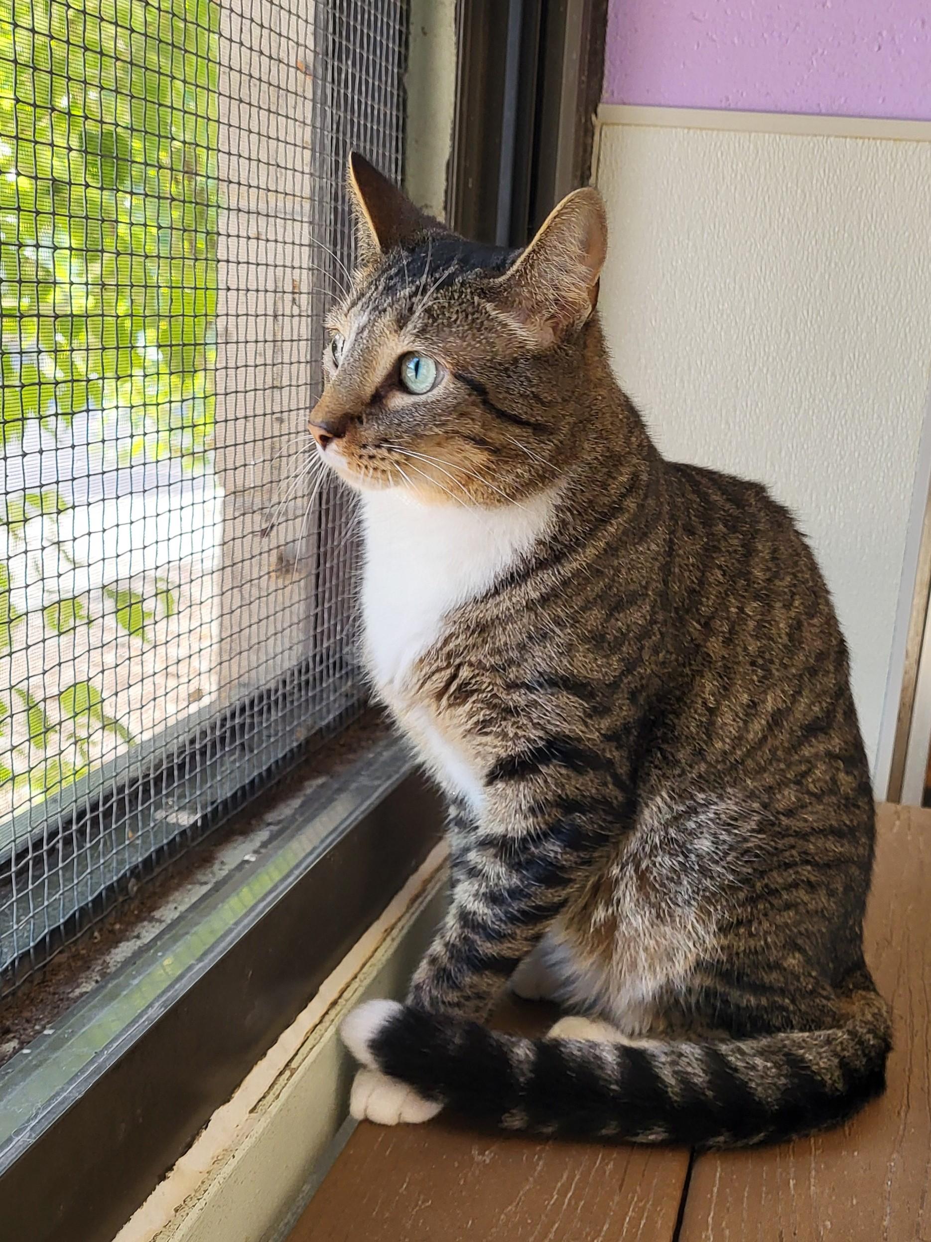 Arthur, a Adoptable Domestic Short Hair in Grayslake, IL image 3/3