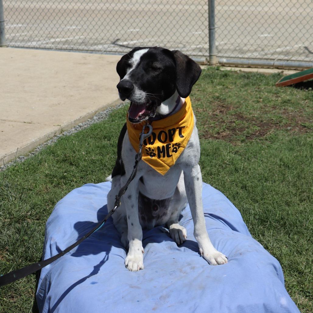 Enlarge Parker, a Adoptable mixed breed in Ione, CA image 1/2