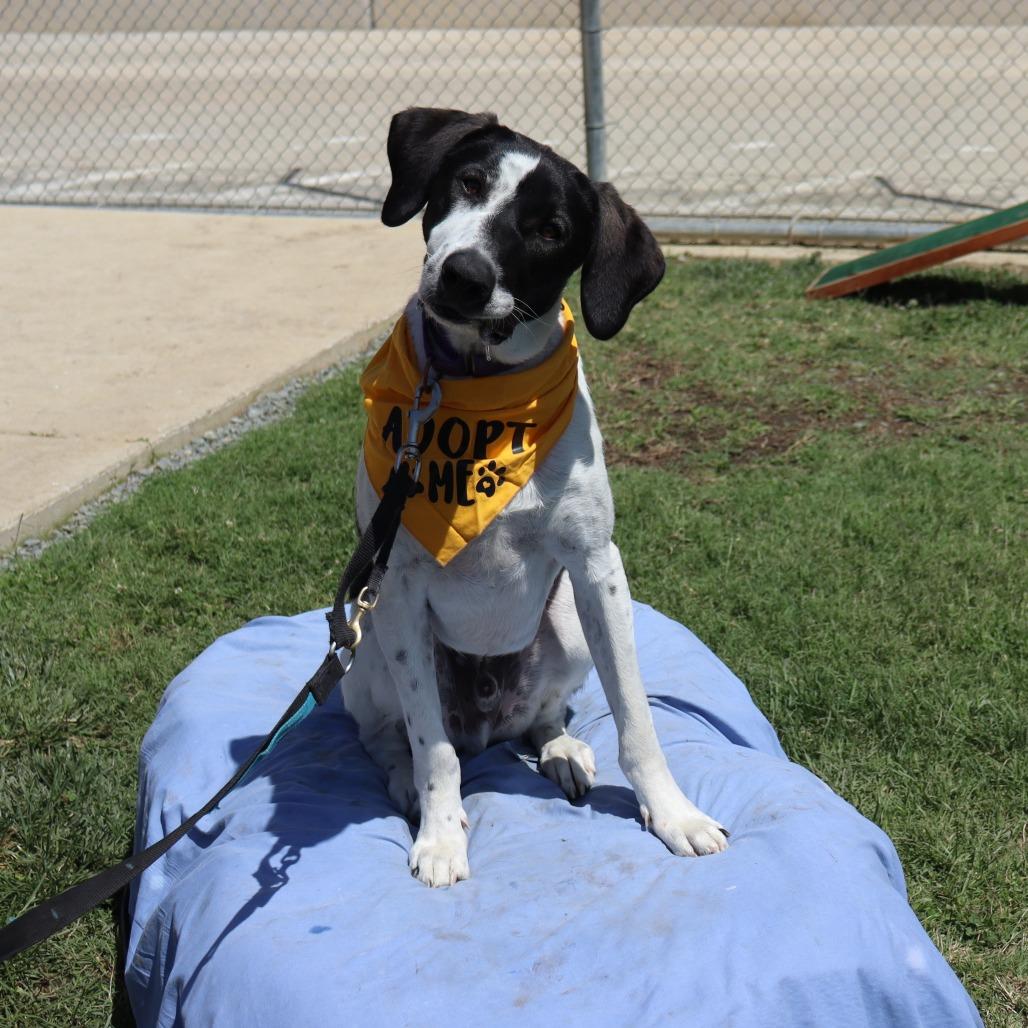 Parker, a Adoptable mixed breed in Ione, CA image 1/2