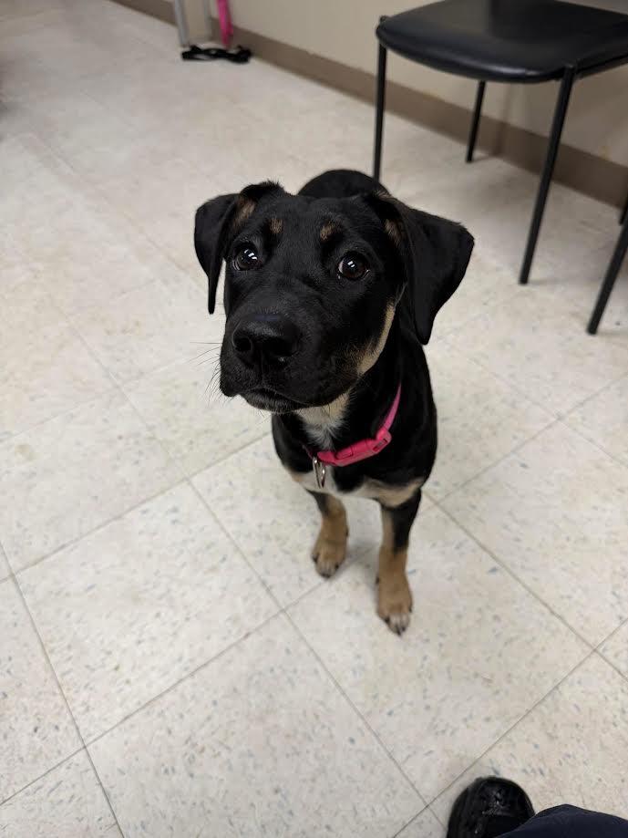 Enlarge Tess, a ADOPTABLE mixed breed in Oakdale, CA image 1/1