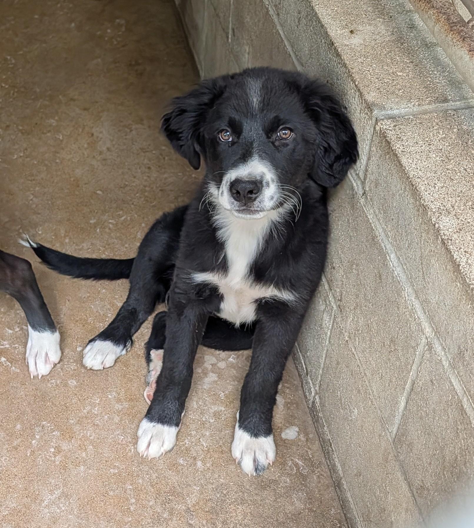 Enlarge Sunshine, an adopted mixed breed in Bella Vista, AR image 1/1