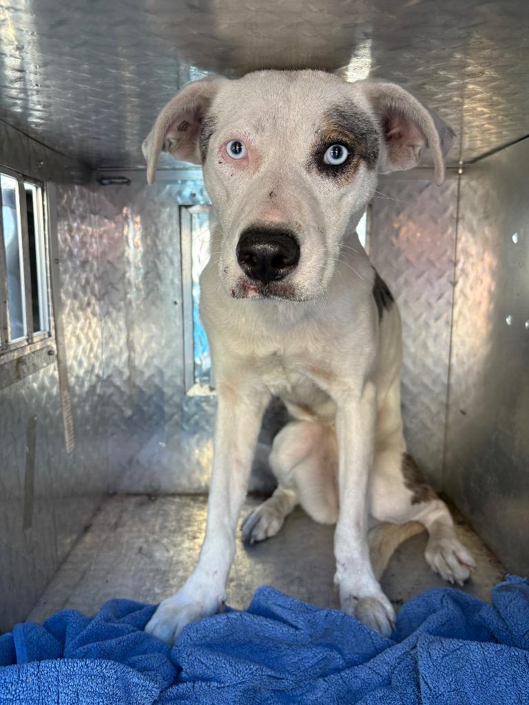 Enlarge Willow, a Adoptable mixed breed in Springfield, GA image 1/1