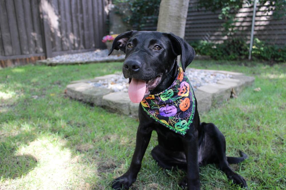 Oona (26-155 D), Adoptable, Puppy Female Mixed Breed.