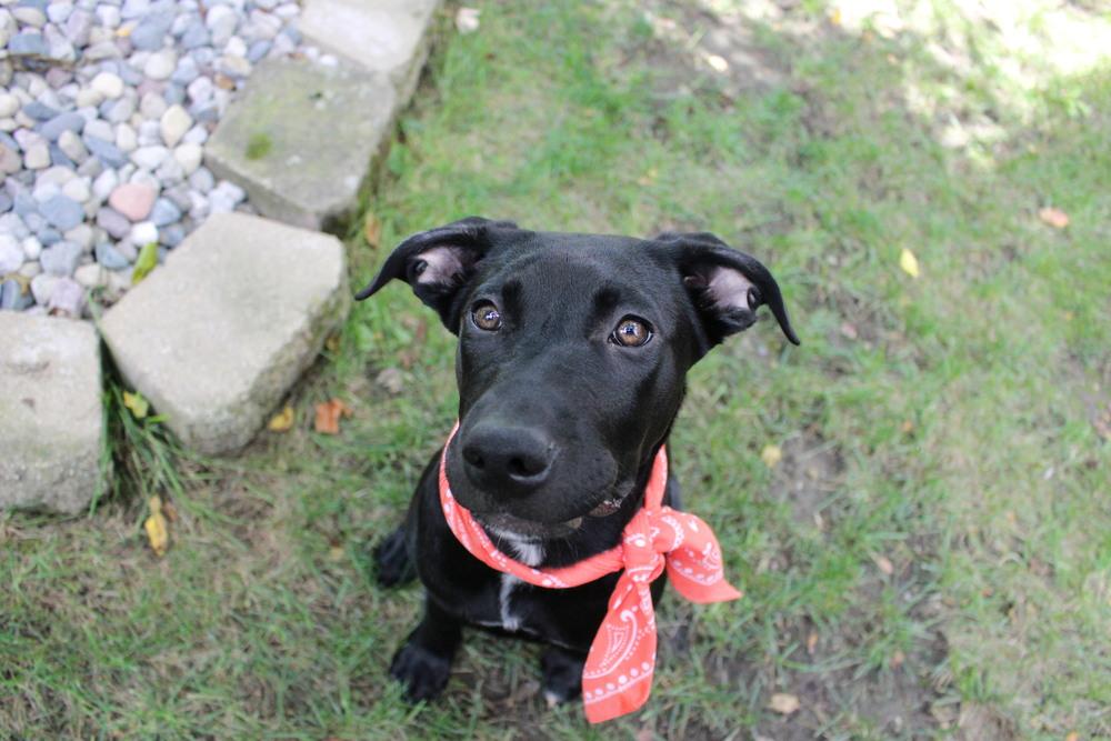 Enlarge Oona (26-155 D), a Adoptable mixed breed in Lansing, MI image 2/6