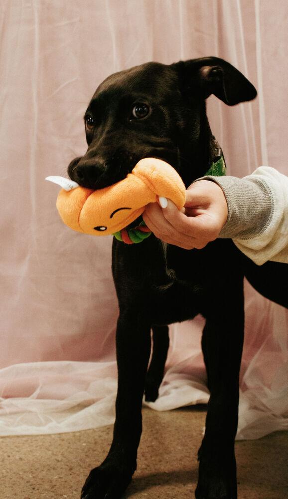 Enlarge Oona (26-155 D), a Adoptable mixed breed in Lansing, MI image 3/6