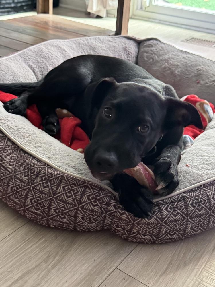 Enlarge Oona (26-155 D), a Adoptable mixed breed in Lansing, MI image 4/6