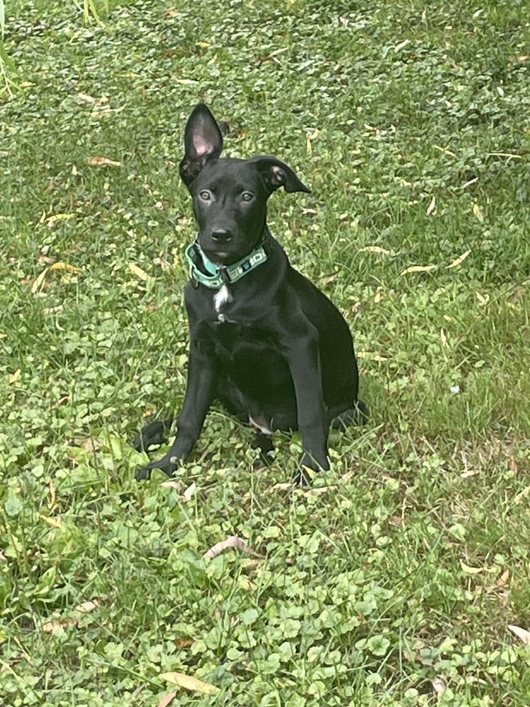 Enlarge Oona (26-155 D), a Adoptable mixed breed in Lansing, MI image 5/6