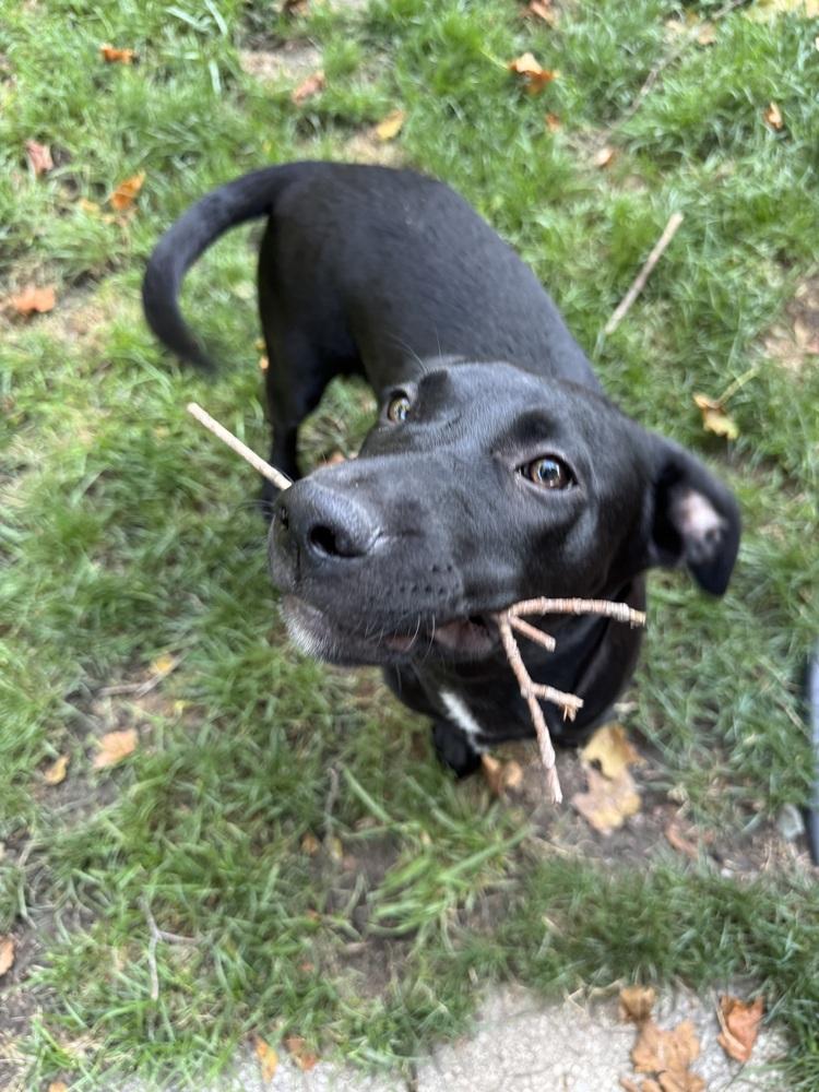 Enlarge Oona (26-155 D), a Adoptable mixed breed in Lansing, MI image 6/6