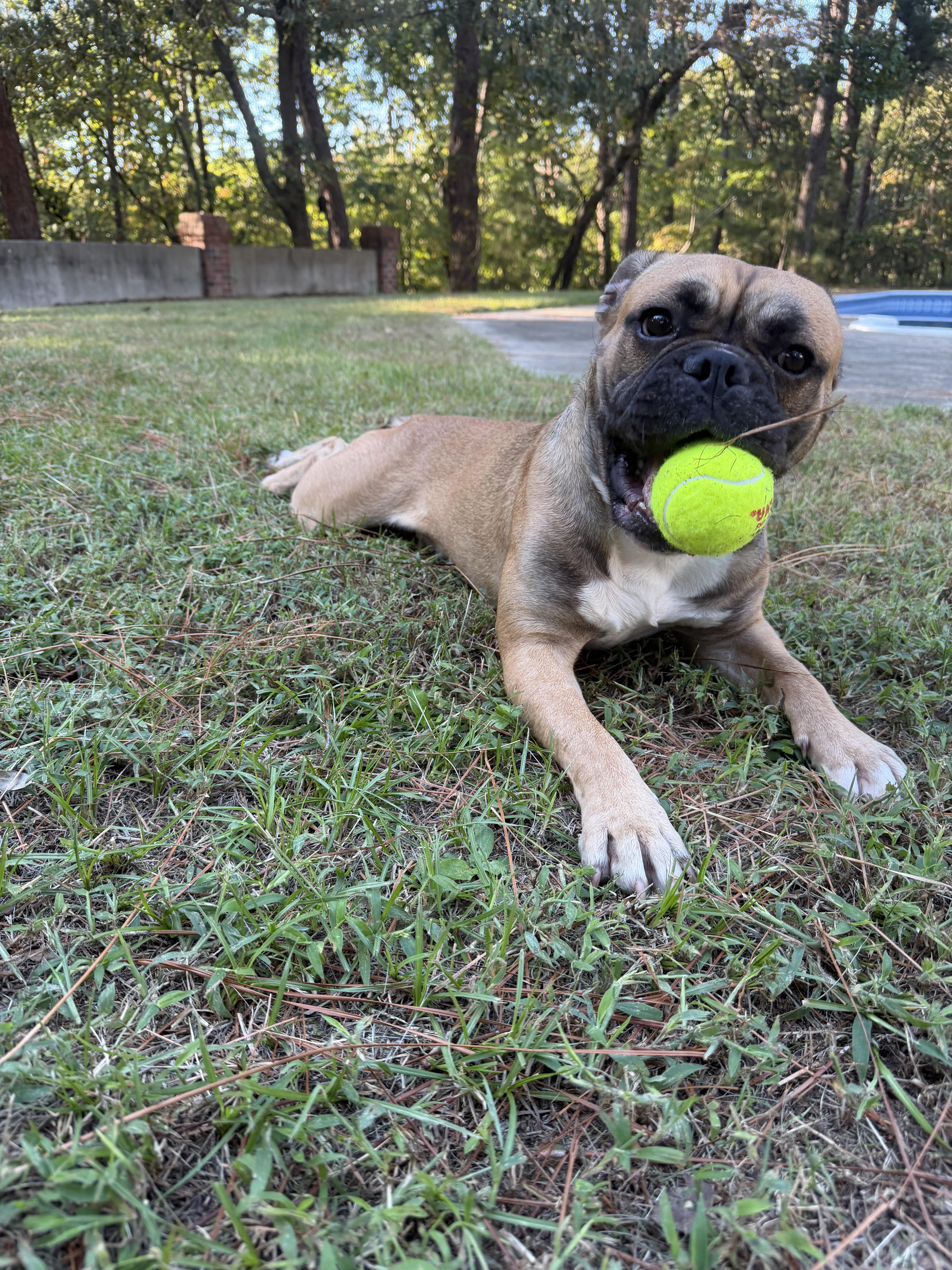 Enlarge Cletus, a Adoptable mixed breed in Southern Pines, NC image 2/2