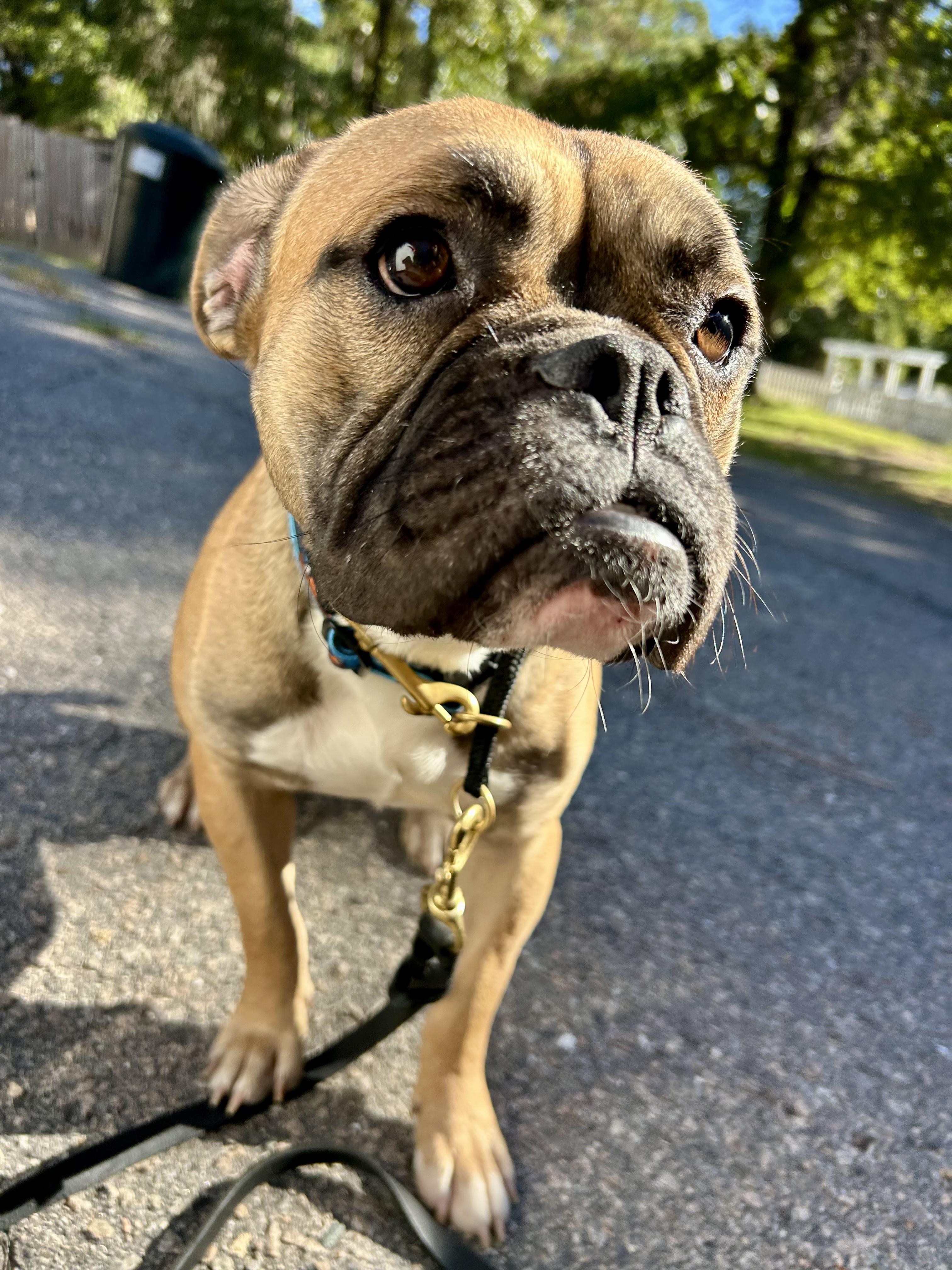 Cletus, Adoptable, Young Male Bulldog.
