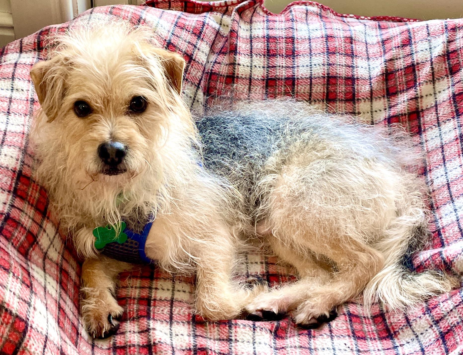 Ricky, a Adoptable mixed breed in Warren, NJ image 1/6