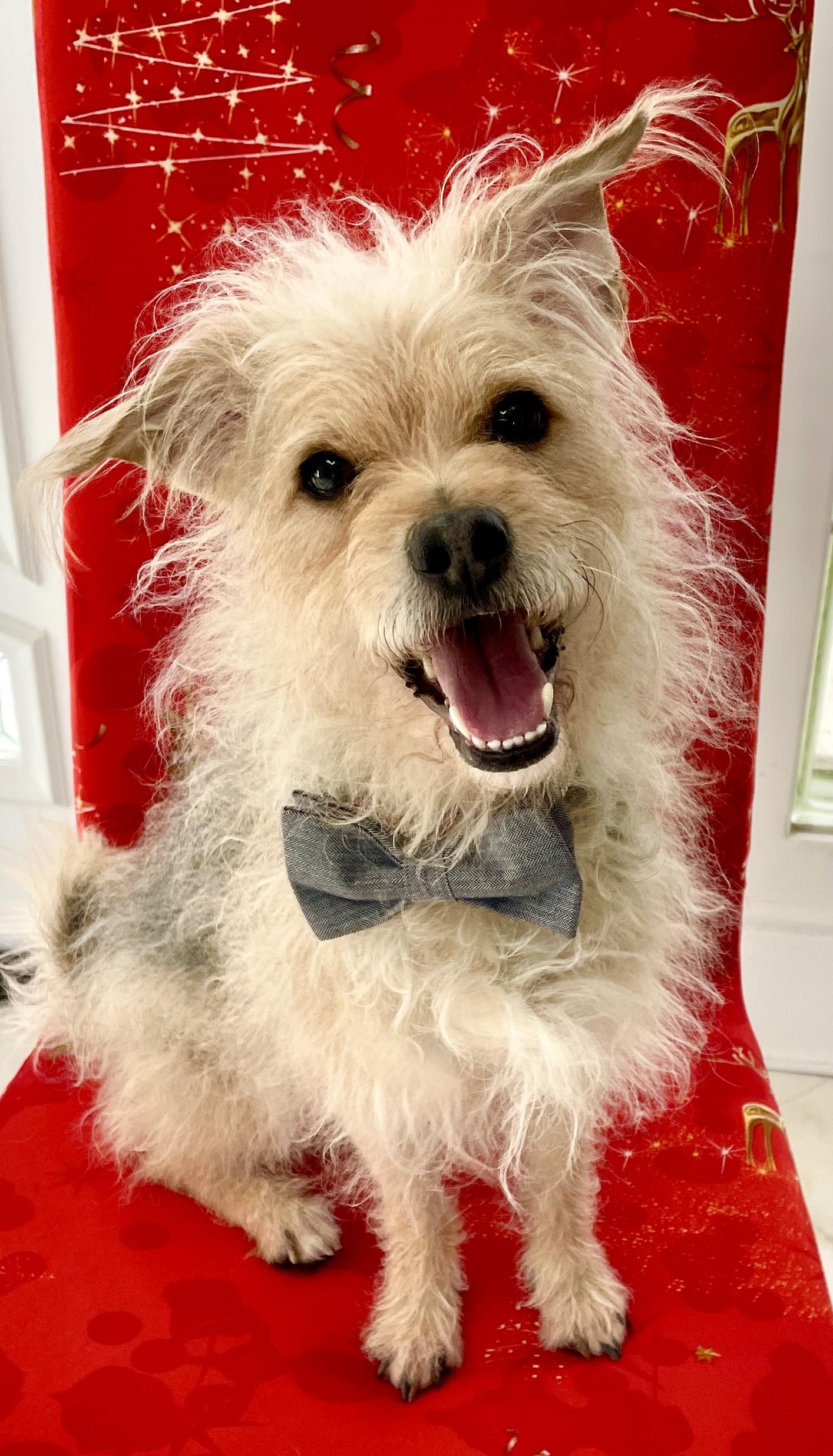 Ricky, a Adoptable mixed breed in Warren, NJ image 2/6