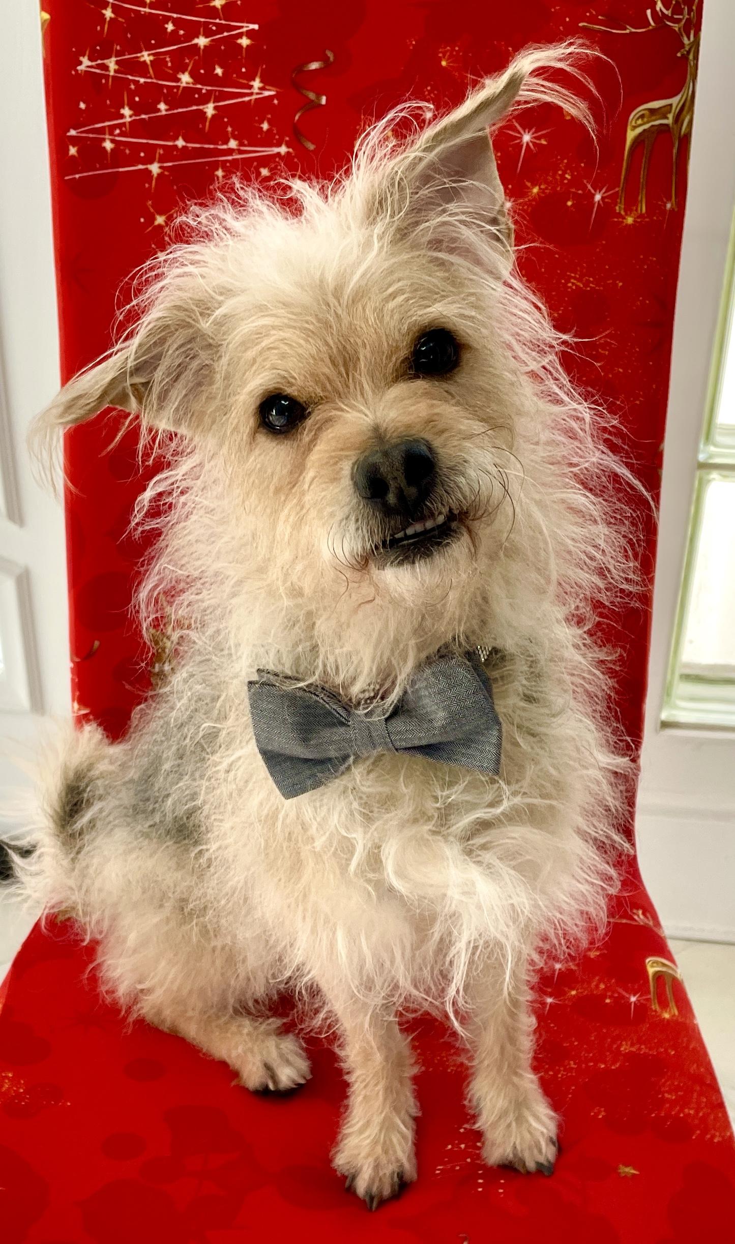 Ricky, a Adoptable mixed breed in Warren, NJ image 4/6