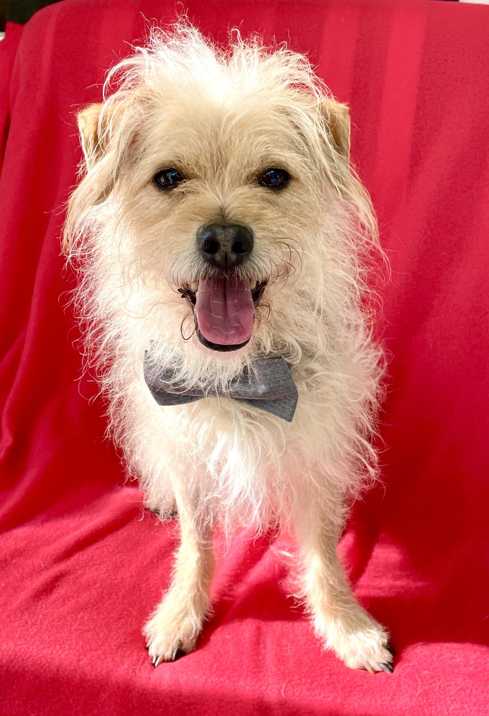 Ricky, a Adoptable mixed breed in Warren, NJ image 6/6