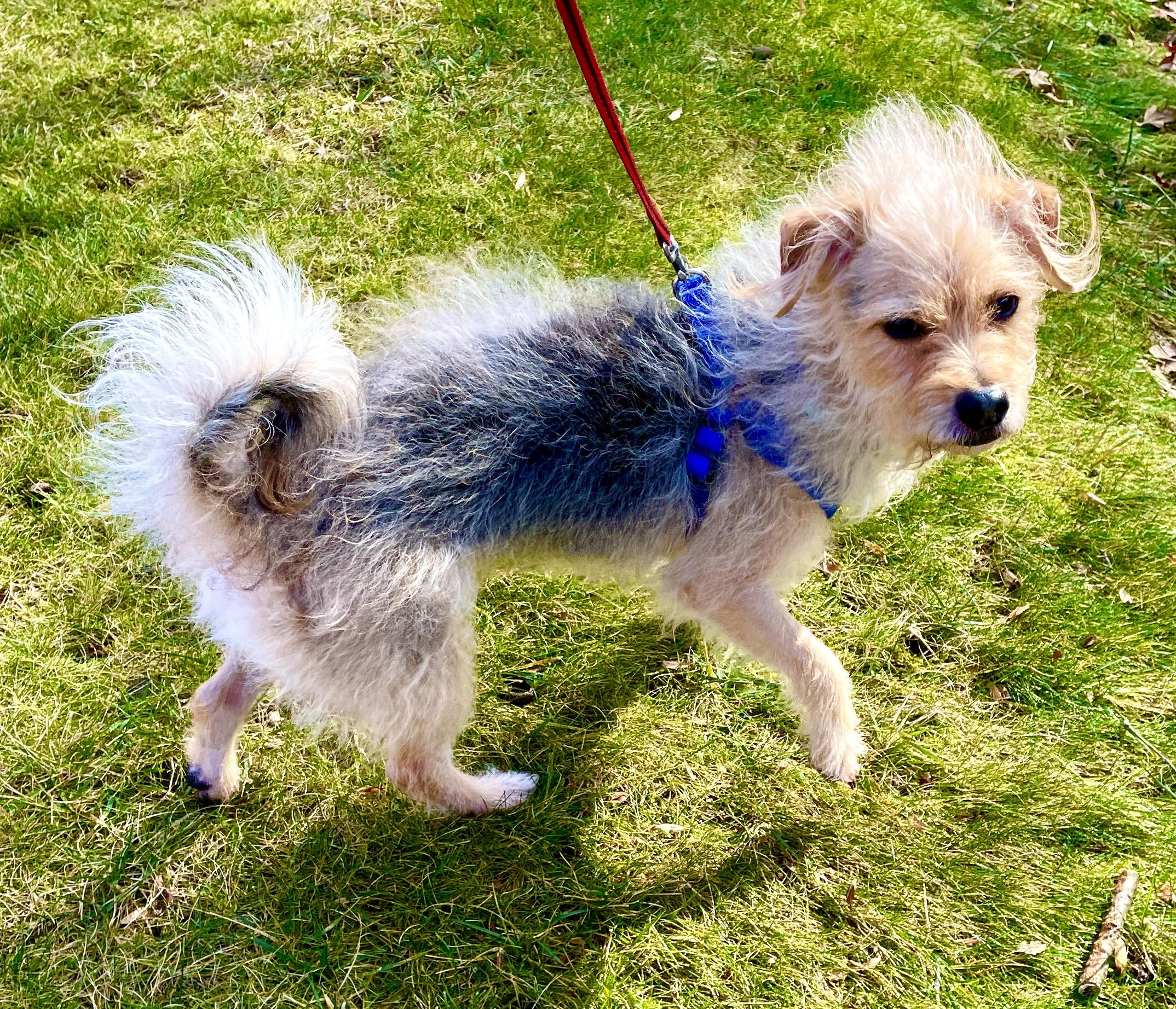 Ricky, a Adoptable mixed breed in Warren, NJ image 3/6