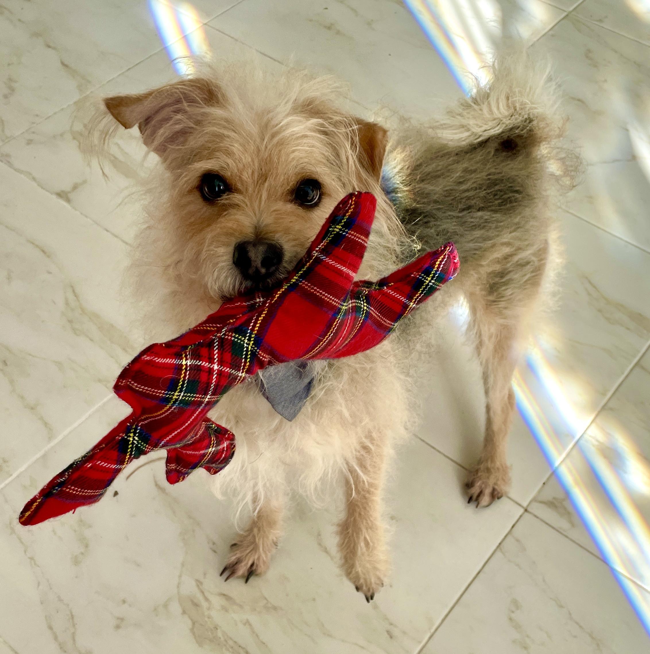 Ricky, a Adoptable mixed breed in Warren, NJ image 5/6