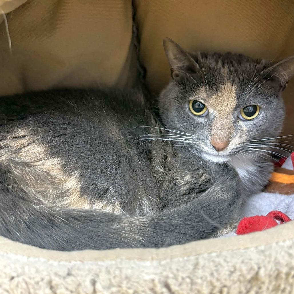 Enlarge Kaylee, a Adoptable Domestic Short Hair in Michigan City, IN image 2/4