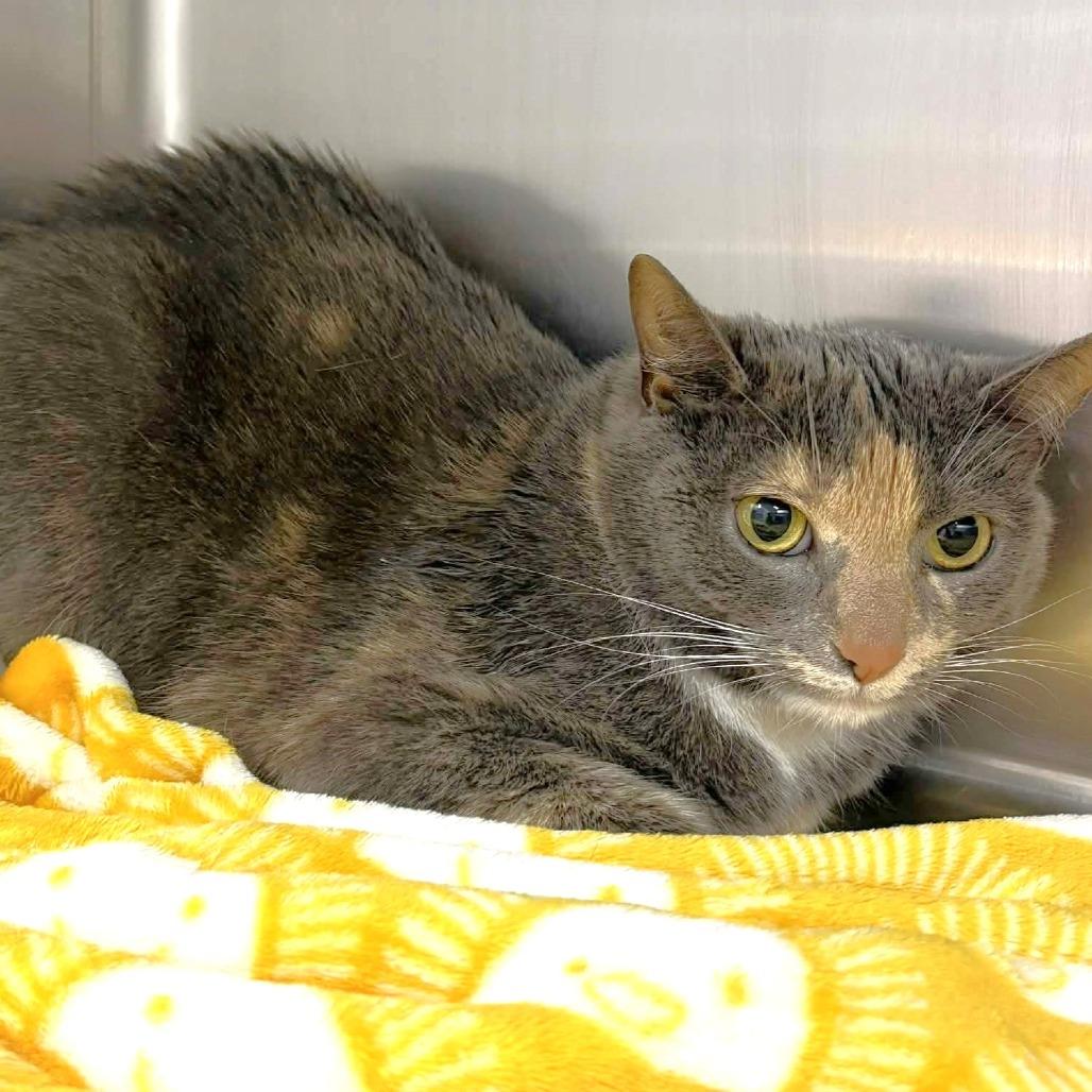 Enlarge Kaylee, a Adoptable Domestic Short Hair in Michigan City, IN image 3/4