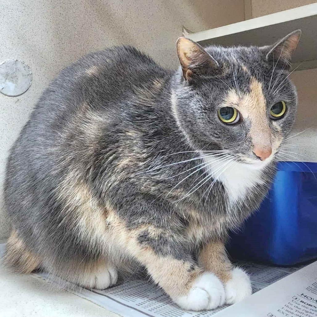 Enlarge Kaylee, a Adoptable Domestic Short Hair in Michigan City, IN image 4/4