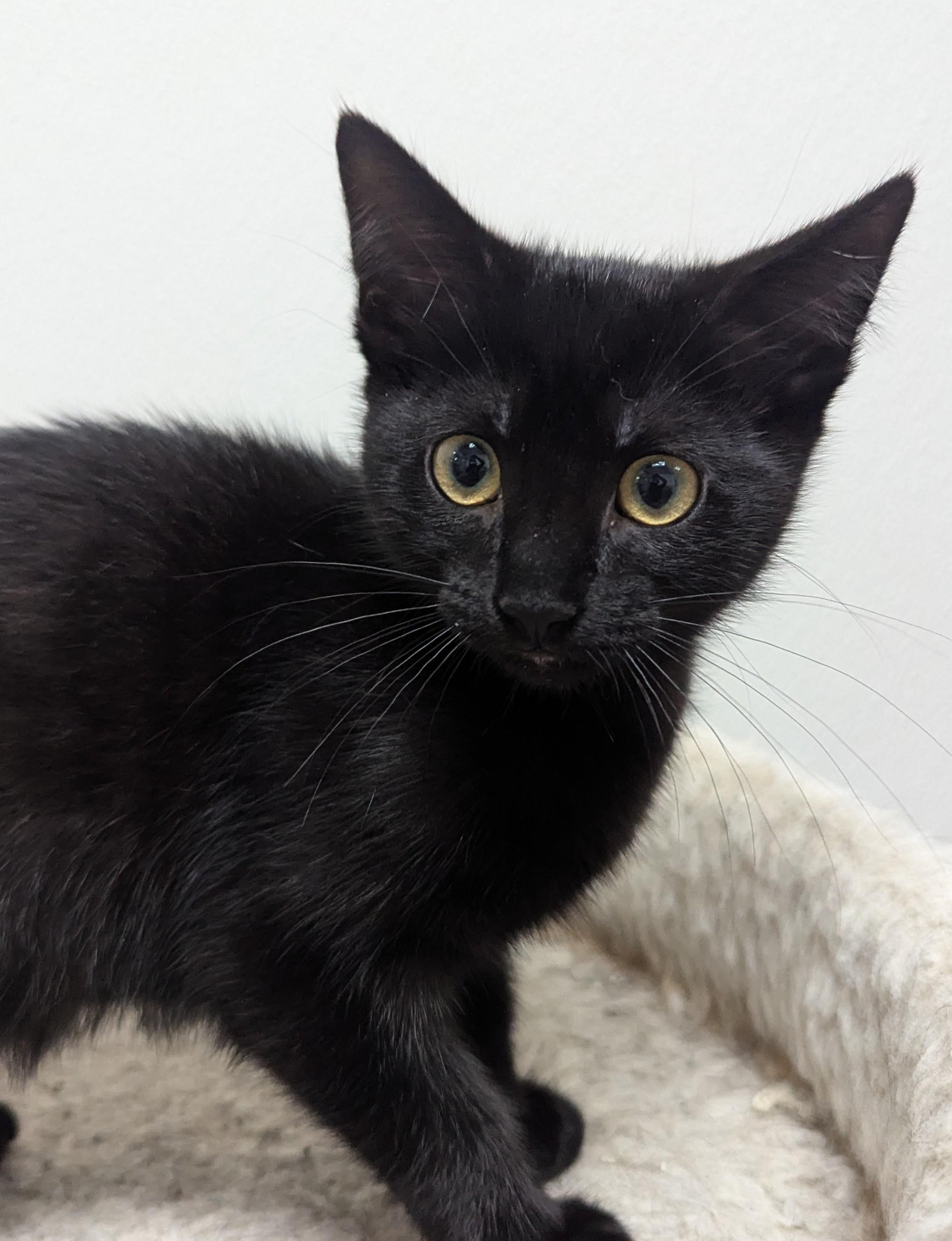Juniper, Baby Female Domestic Short Hair